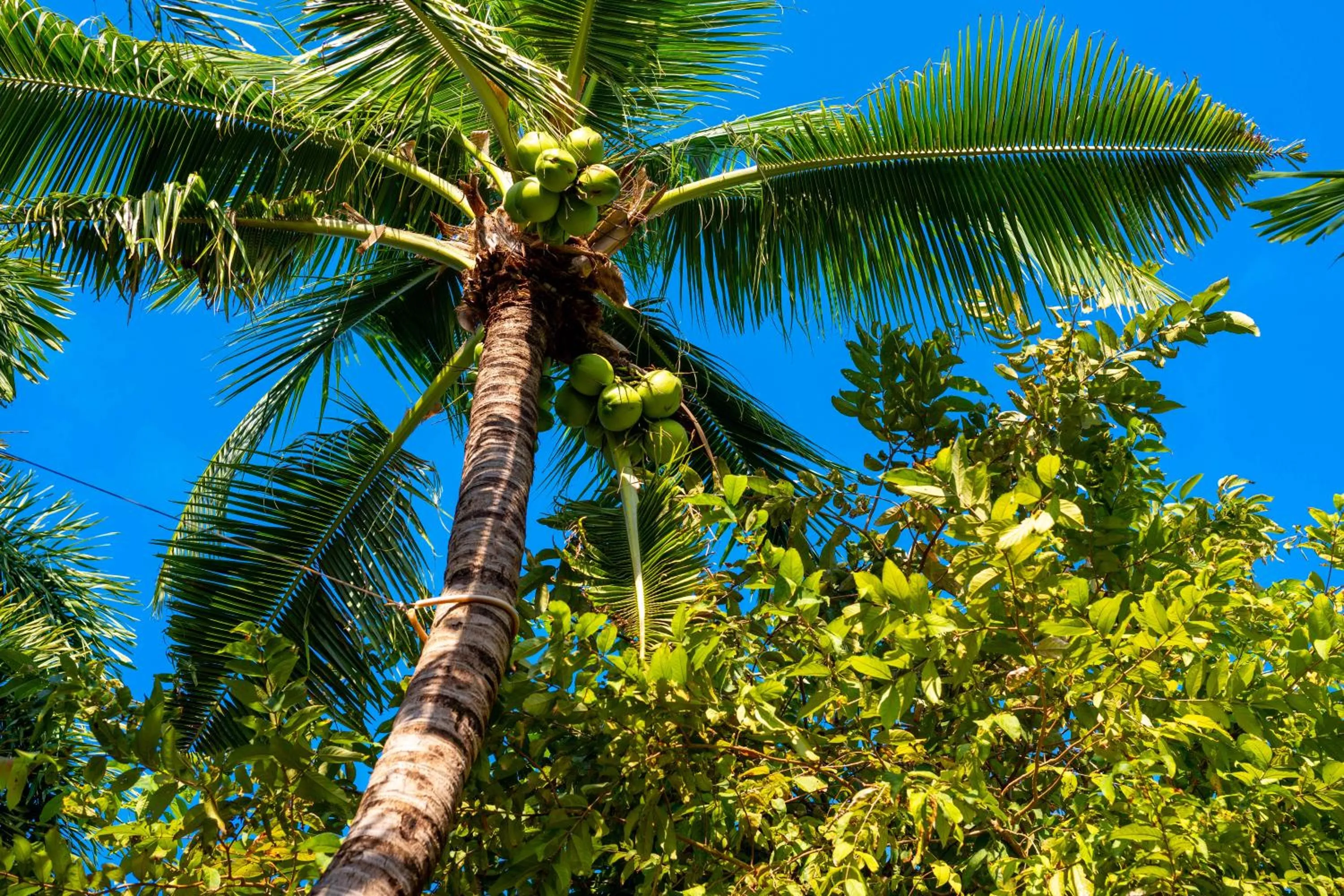 Garden view in Samui Natien Resort