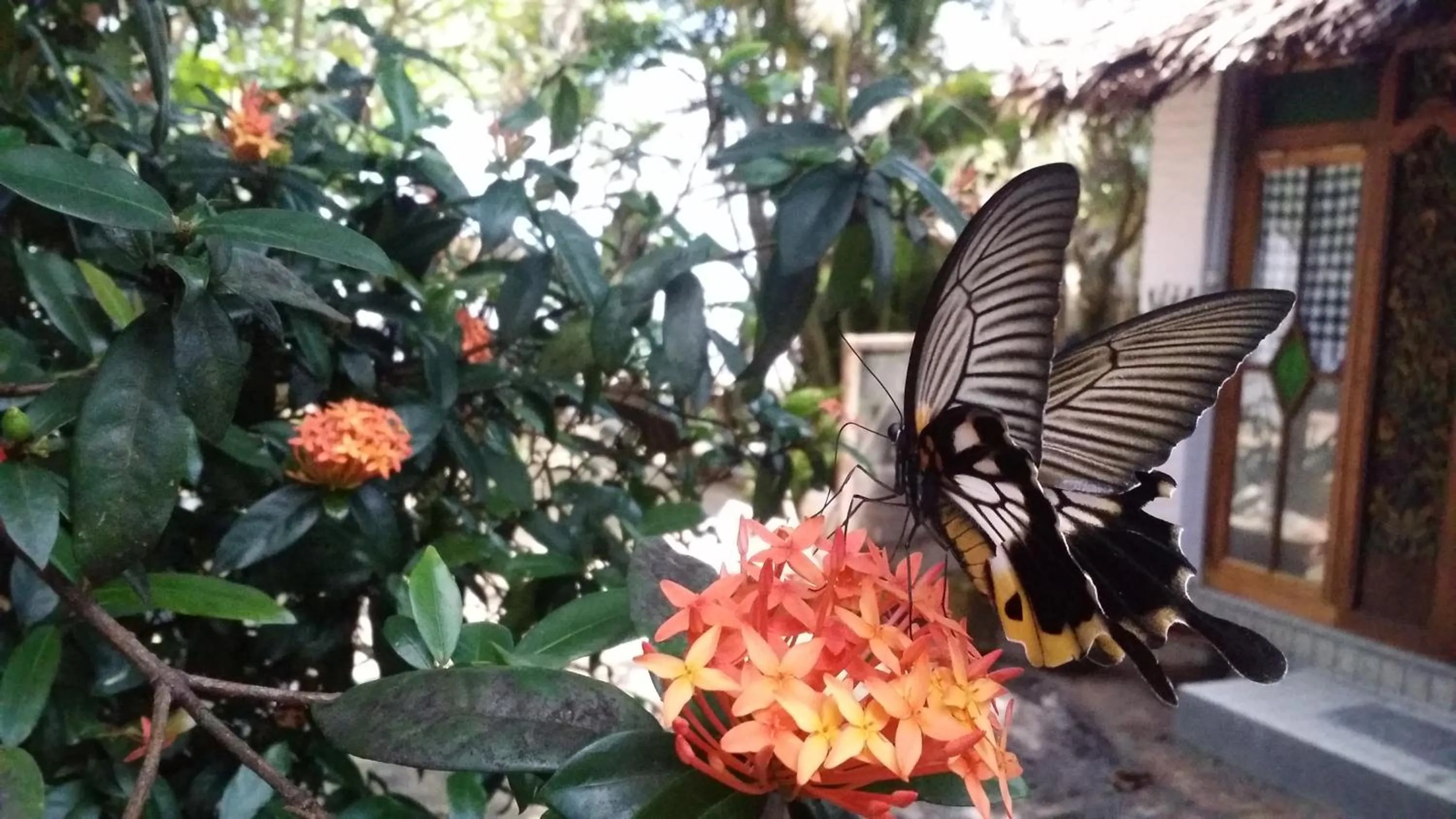 Villa Isabella Putri B&B