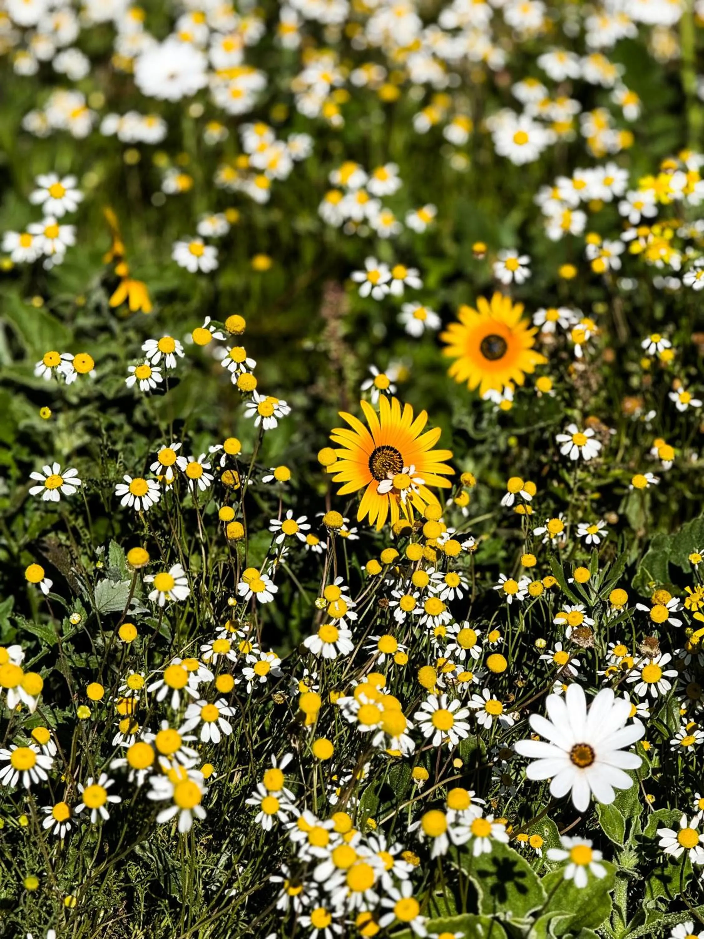 Spring in Blue Bay Lodge