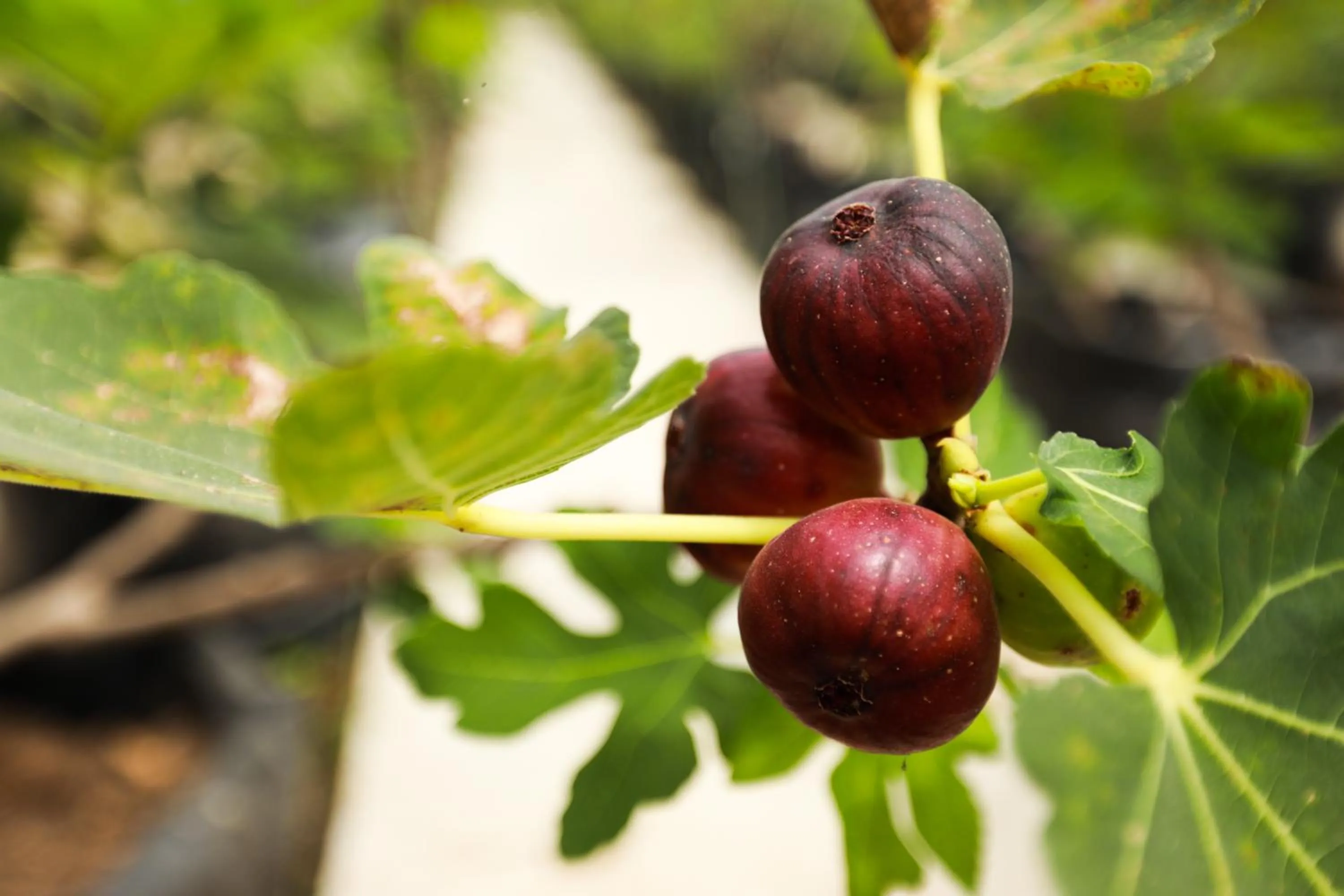 Garden in Bangi Resort Hotel