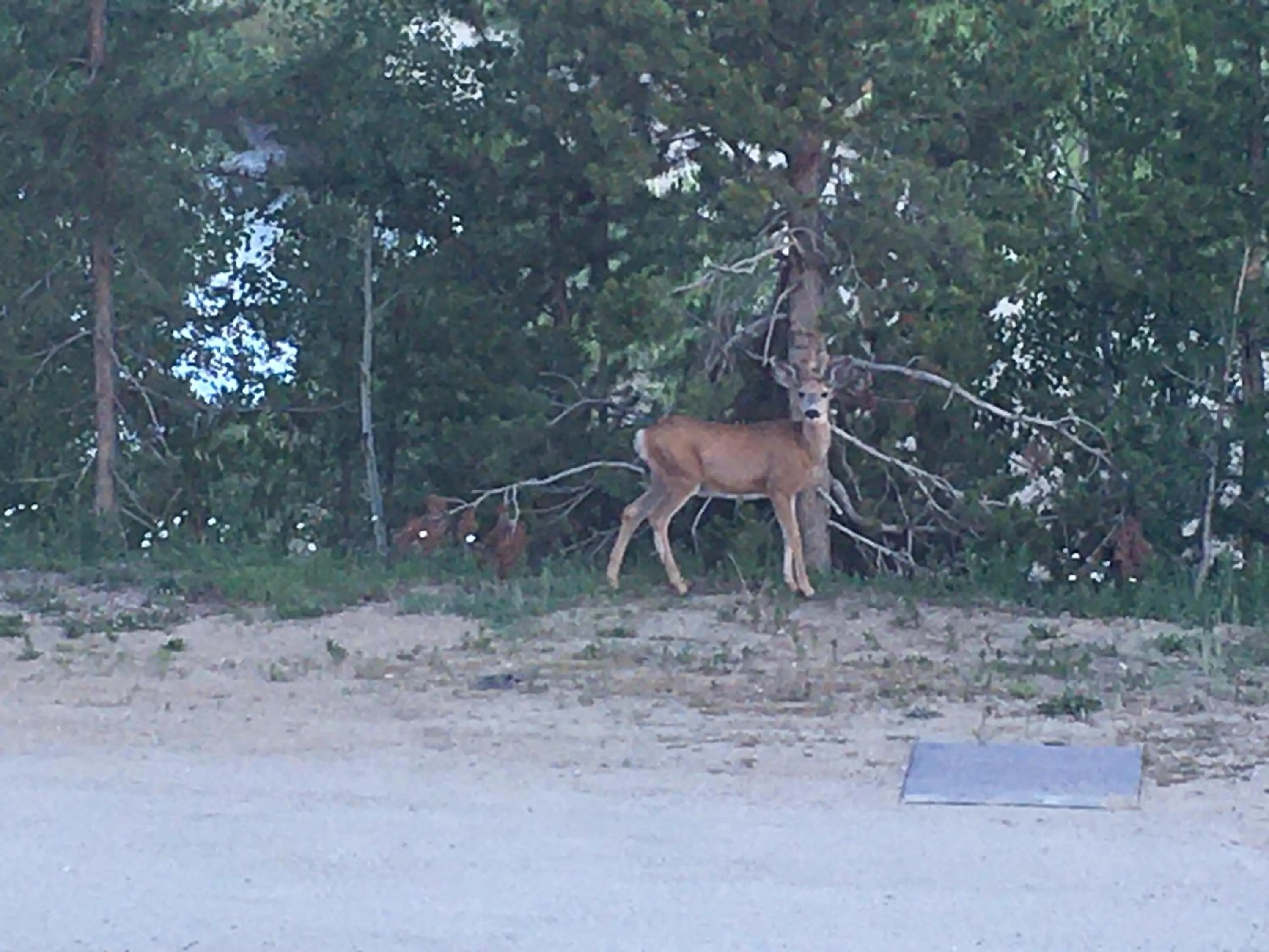 Animals in Hideaway Mountain Lodge