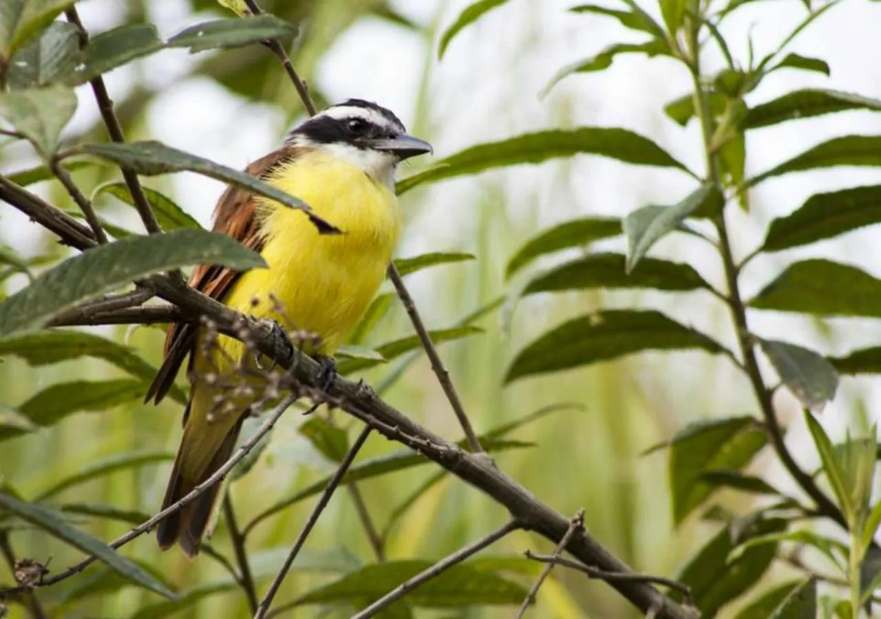 Off site in Hotel Poblado Campestre