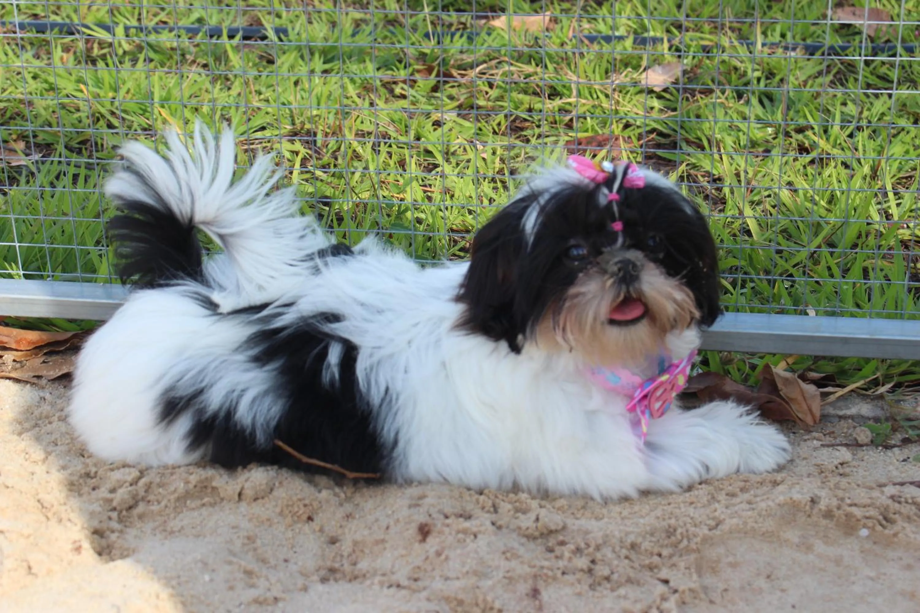 Pets in ibis Styles Rio Preto Monte Libano