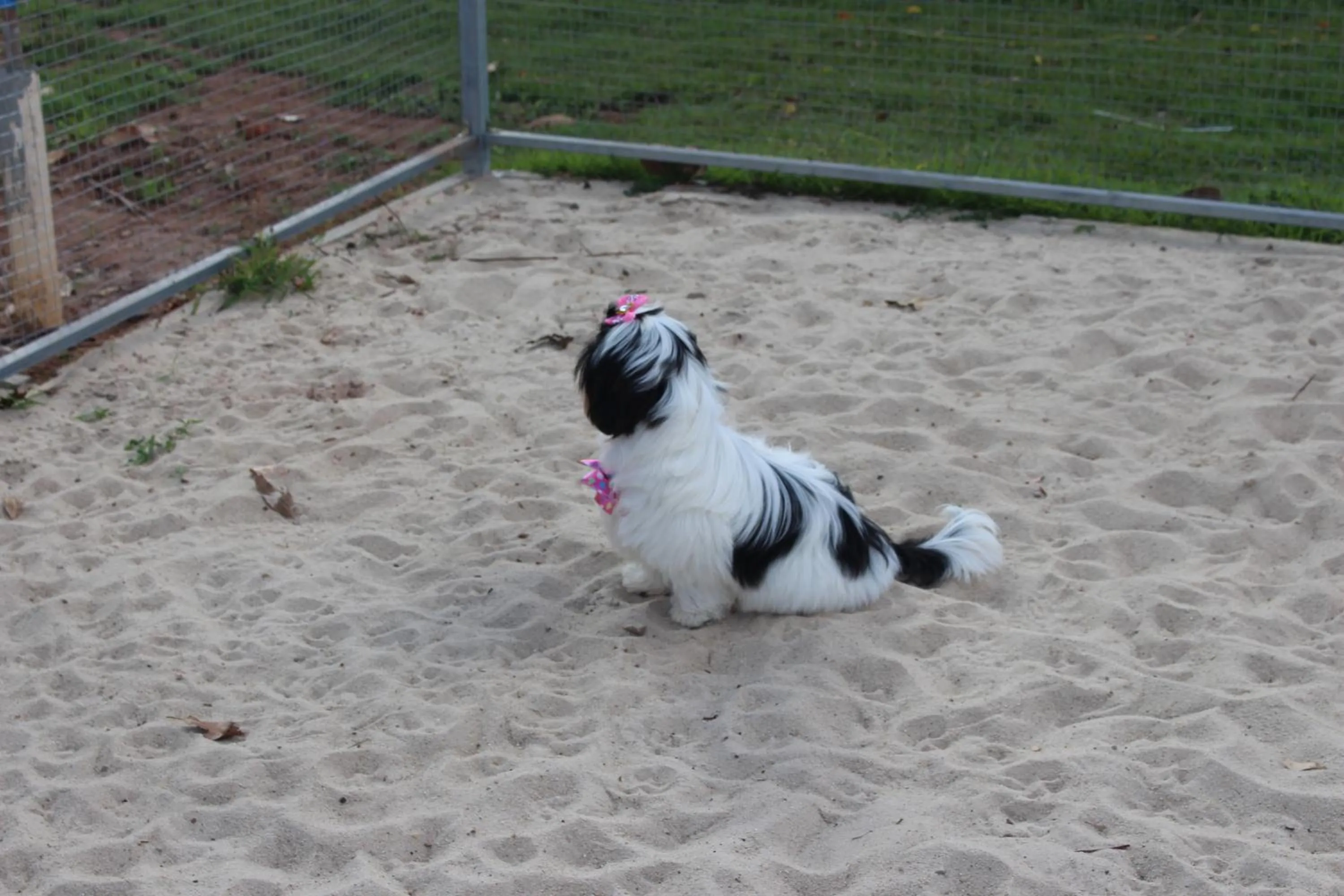 Animals in ibis Styles Rio Preto Monte Libano