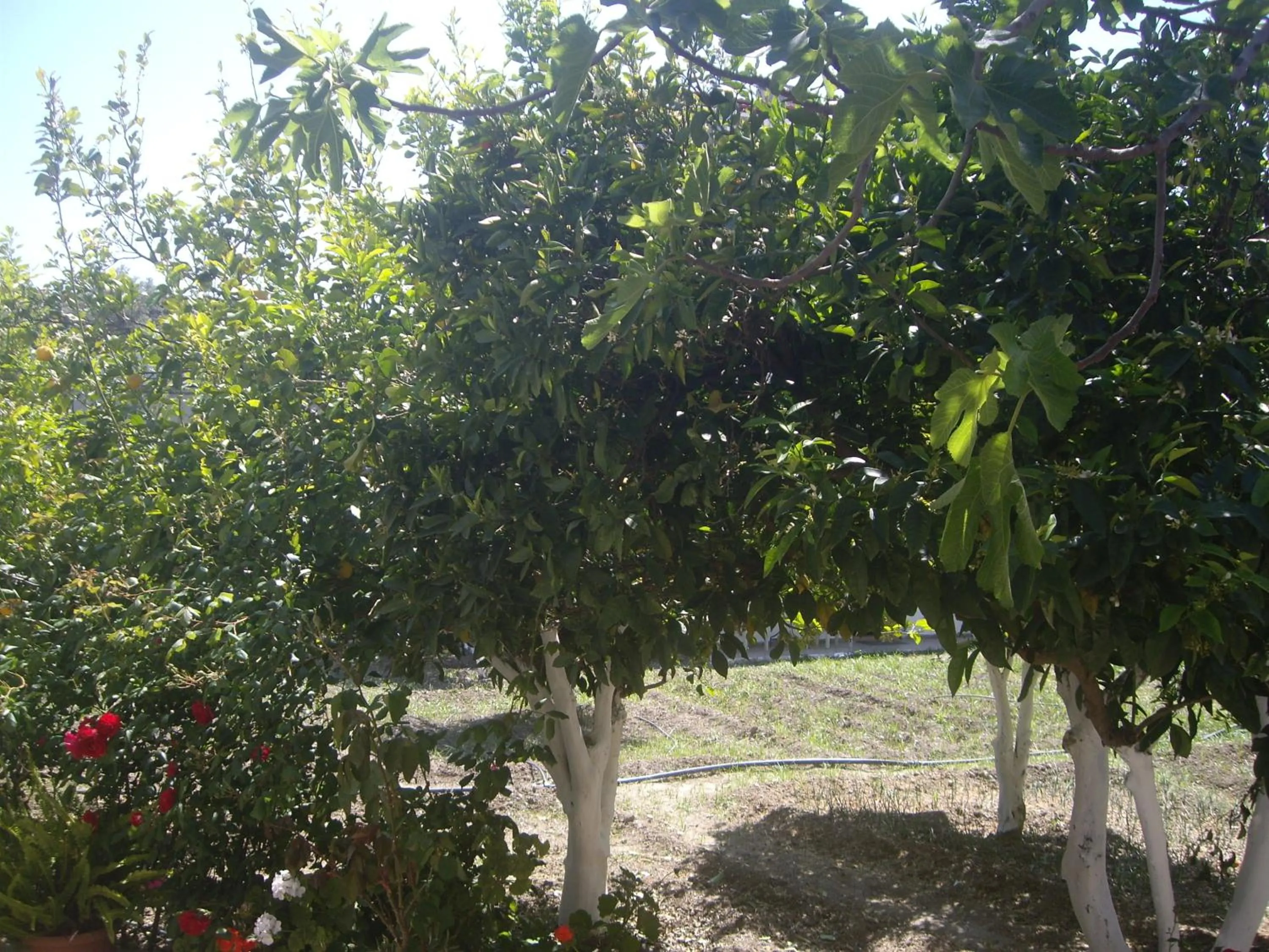 Garden in Hariklia Rent Rooms