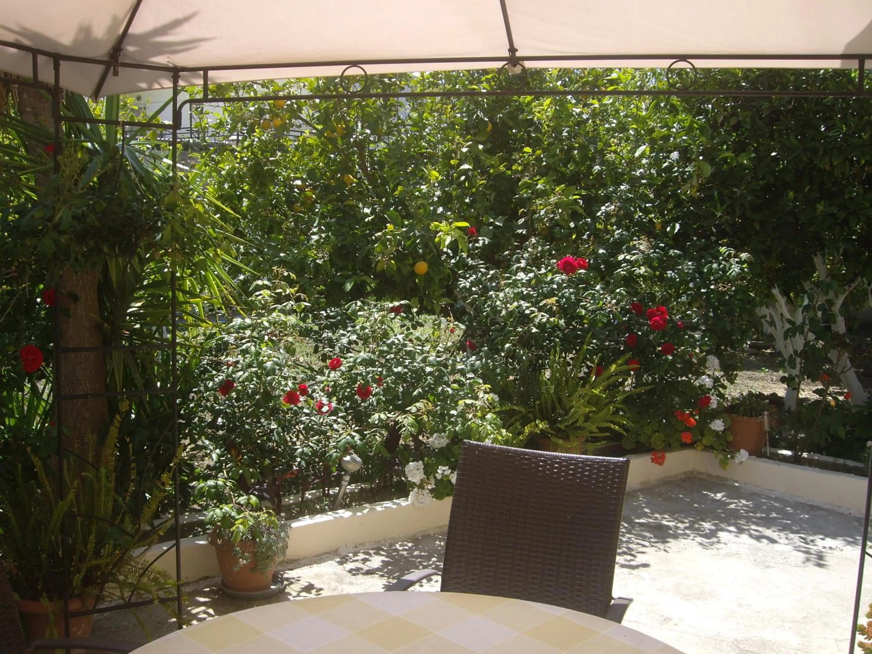 Garden in Hariklia Rent Rooms