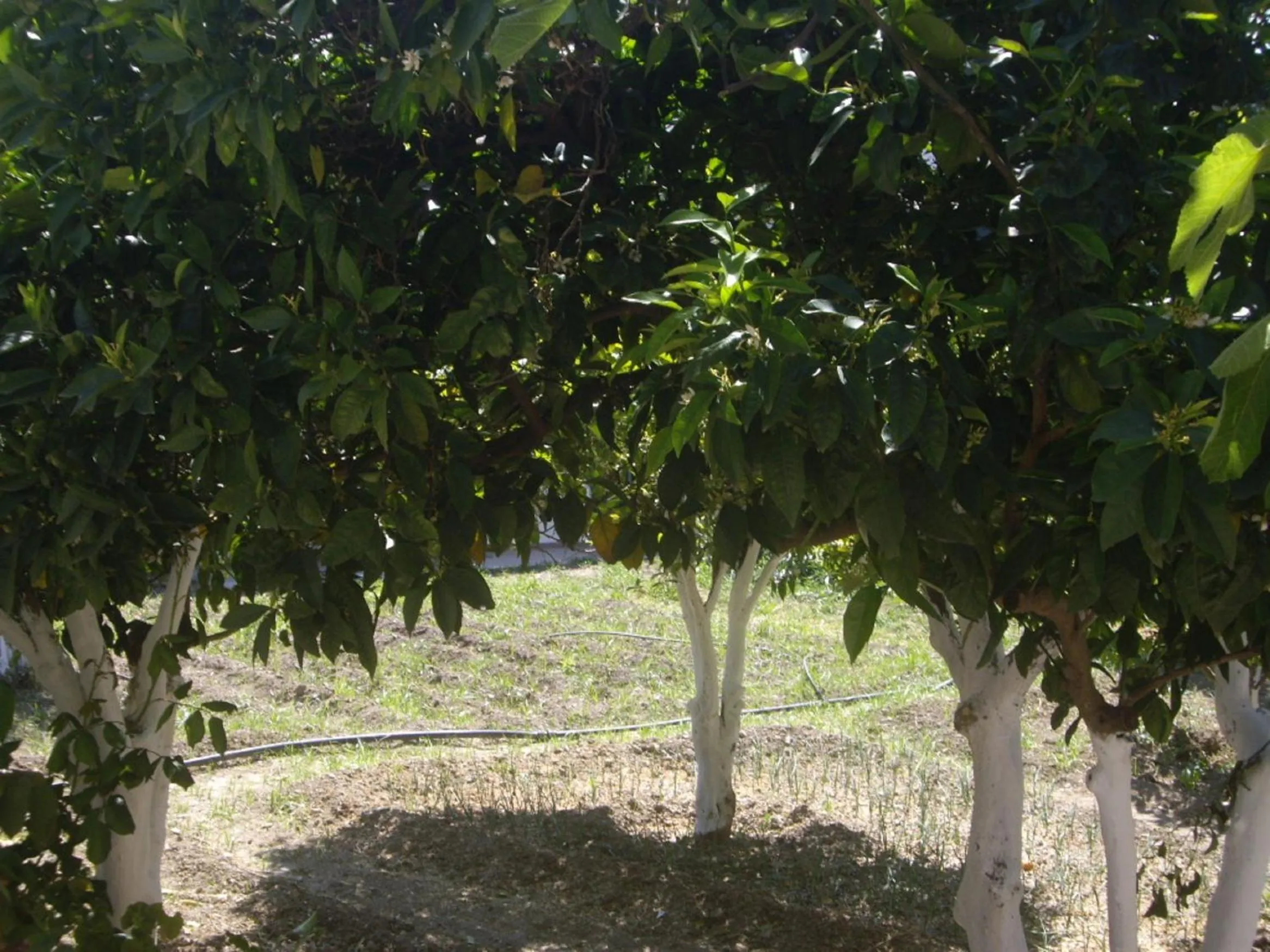 Garden in Hariklia Rent Rooms