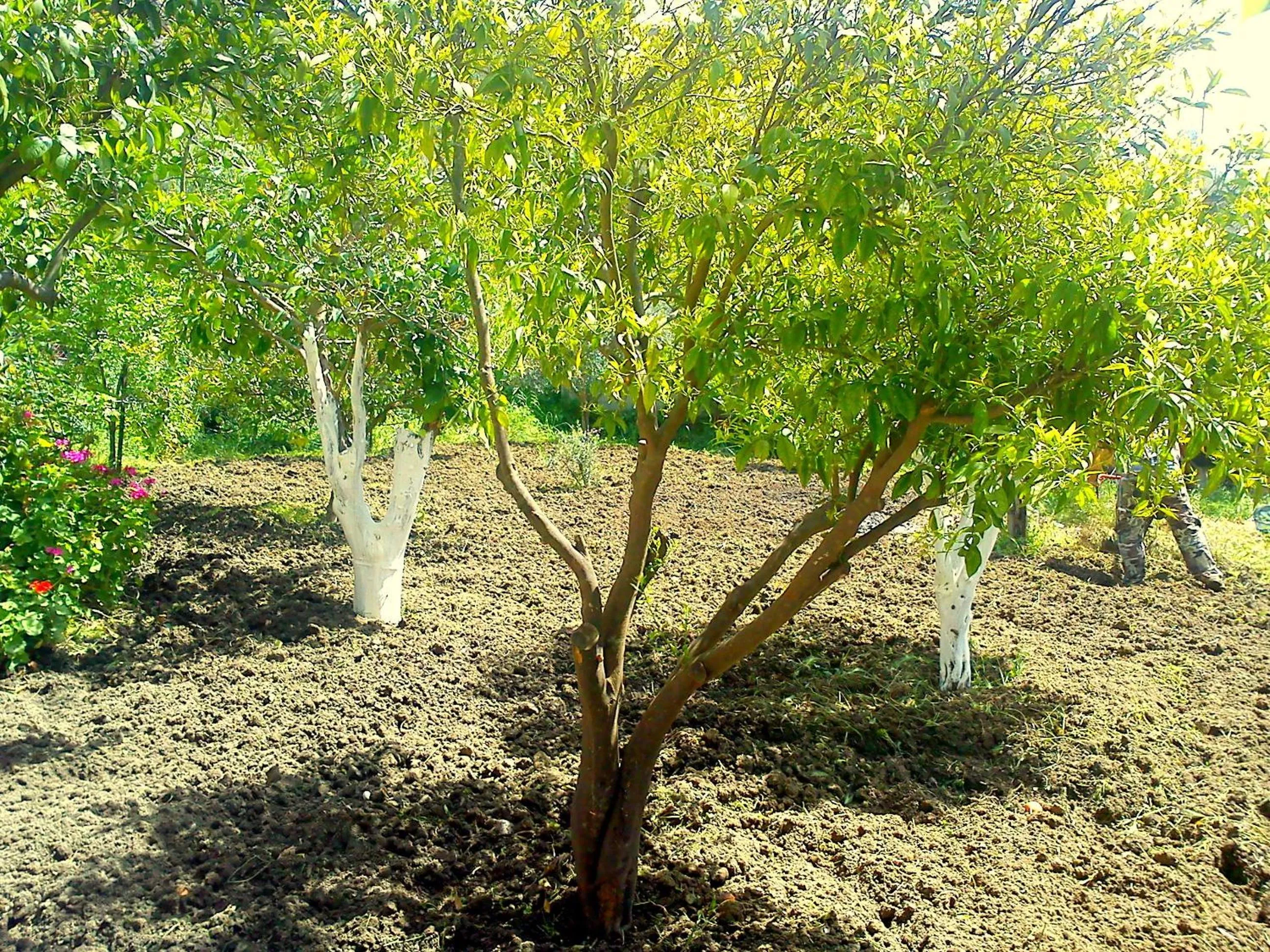 Garden in Hariklia Rent Rooms