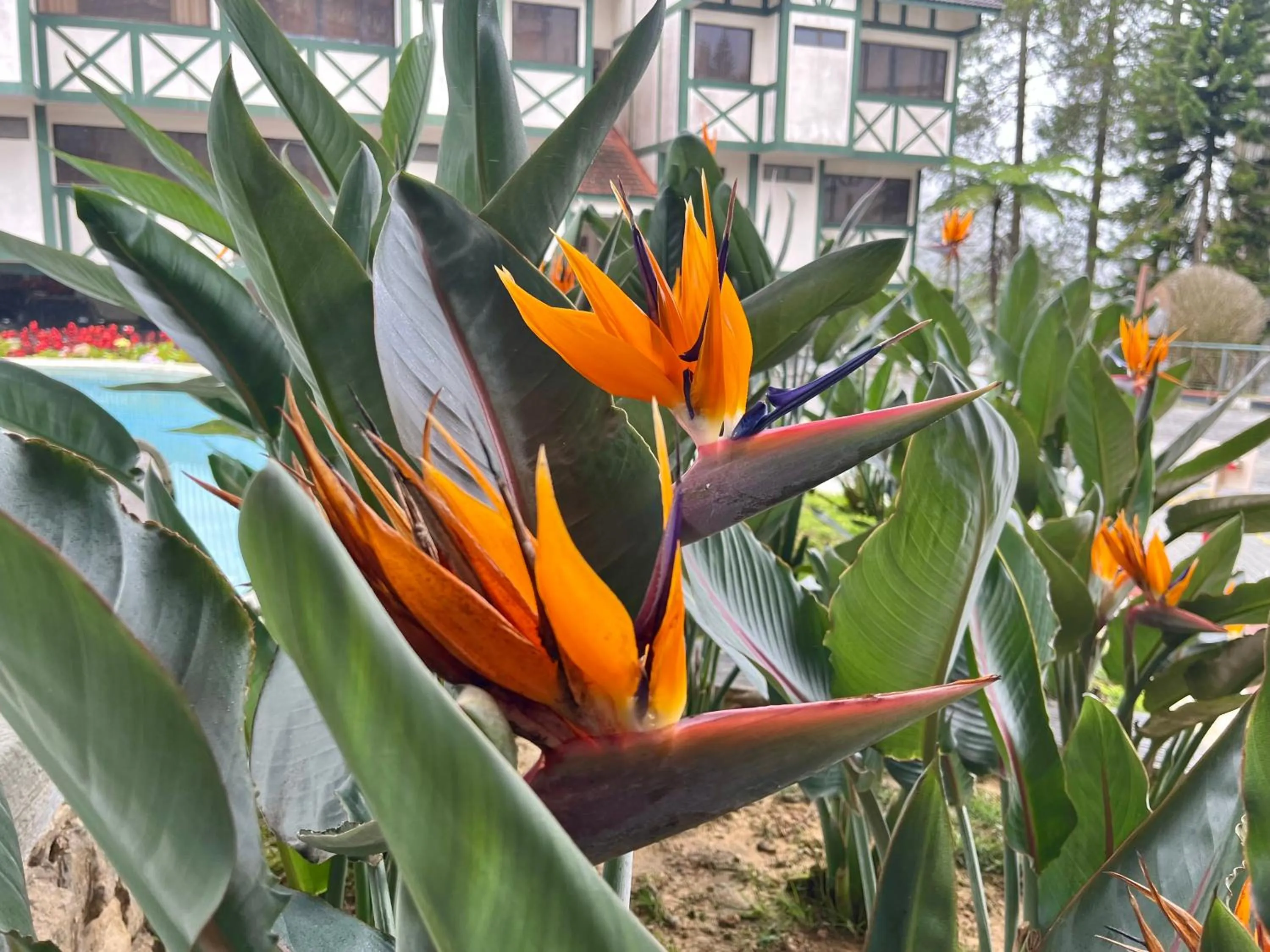 Garden in Copthorne Cameron Highlands