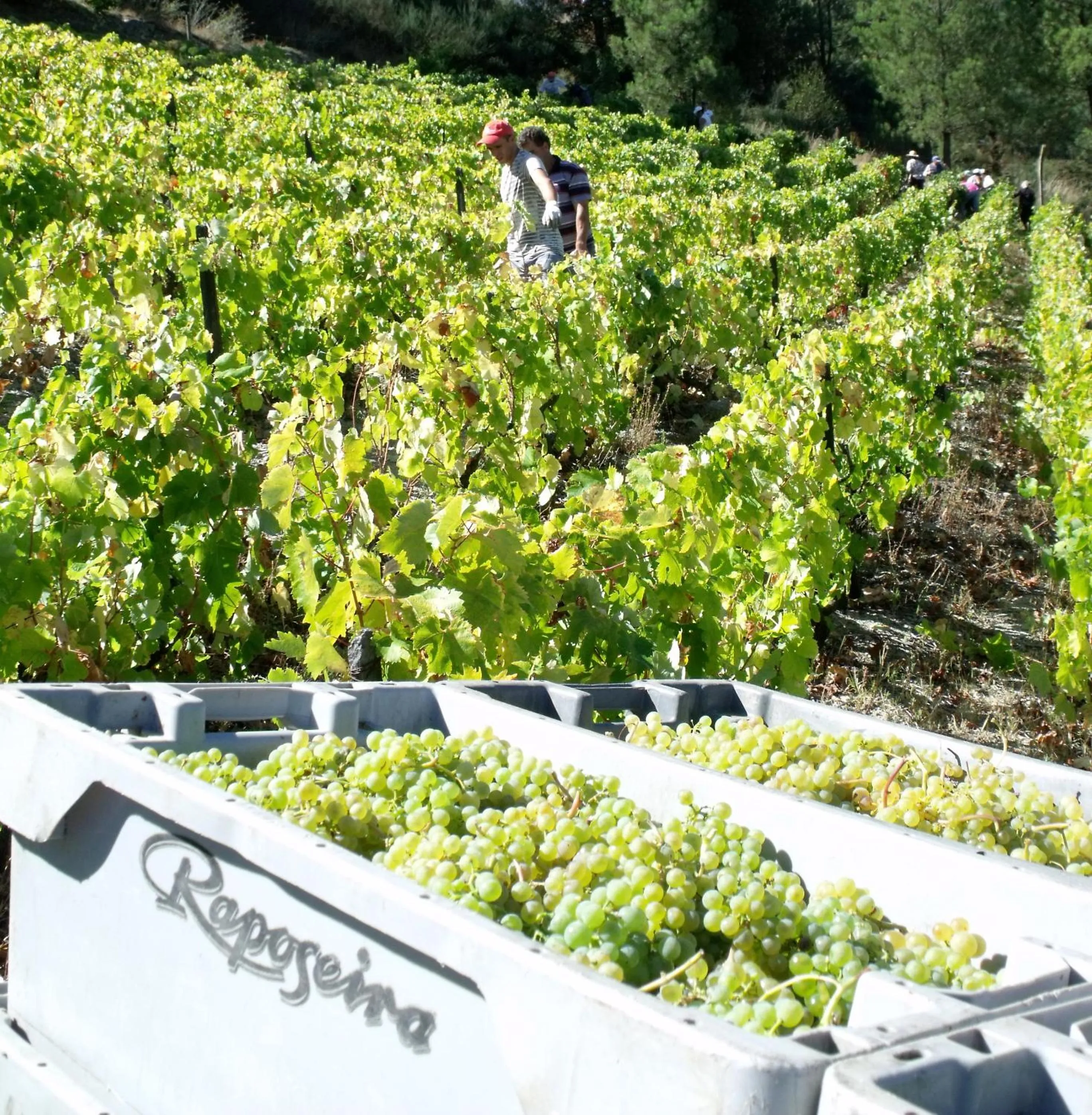 View (from property/room) in Quinta da Timpeira