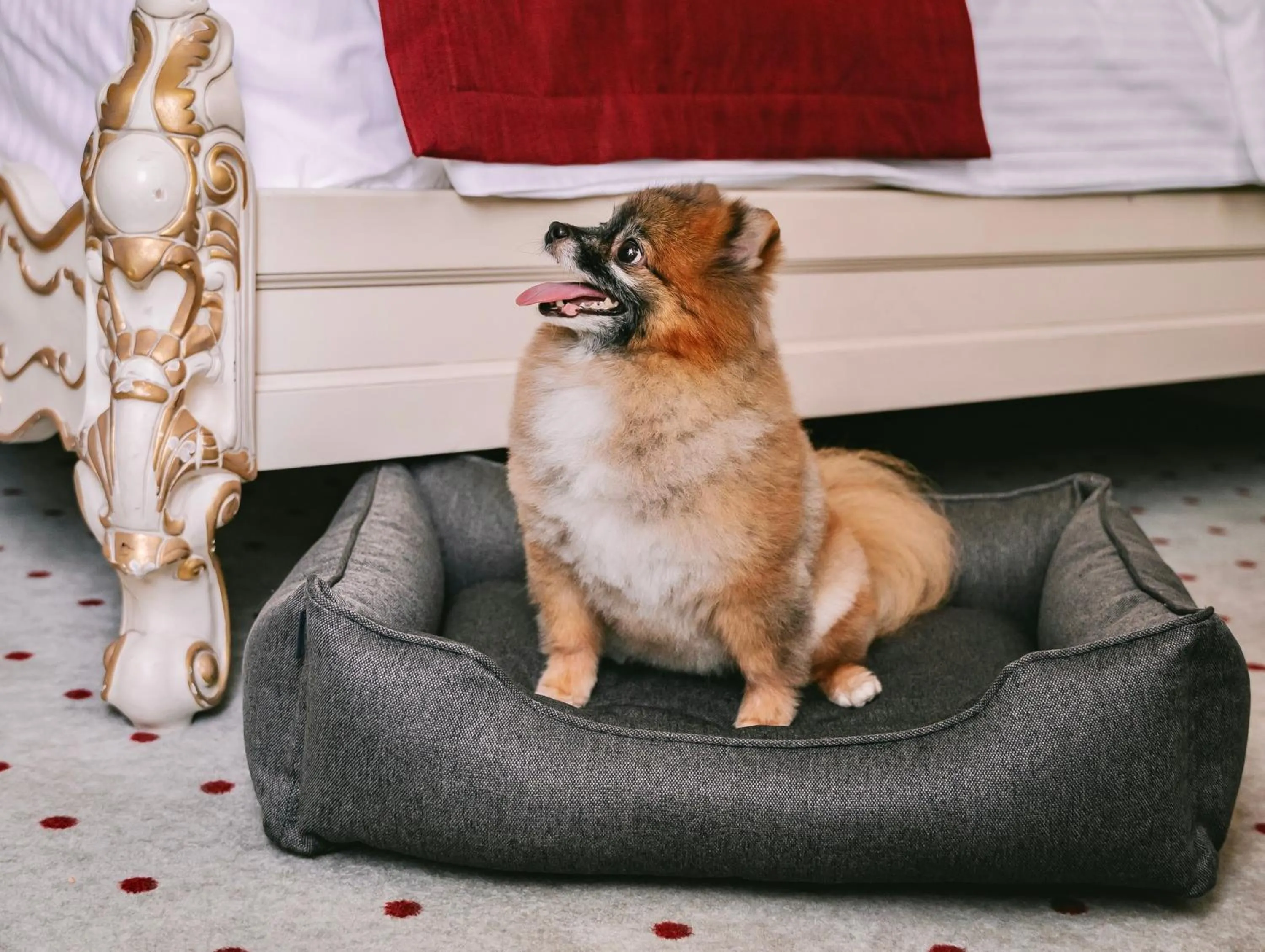 Animals in Grand Hotel Lviv Casino & Spa