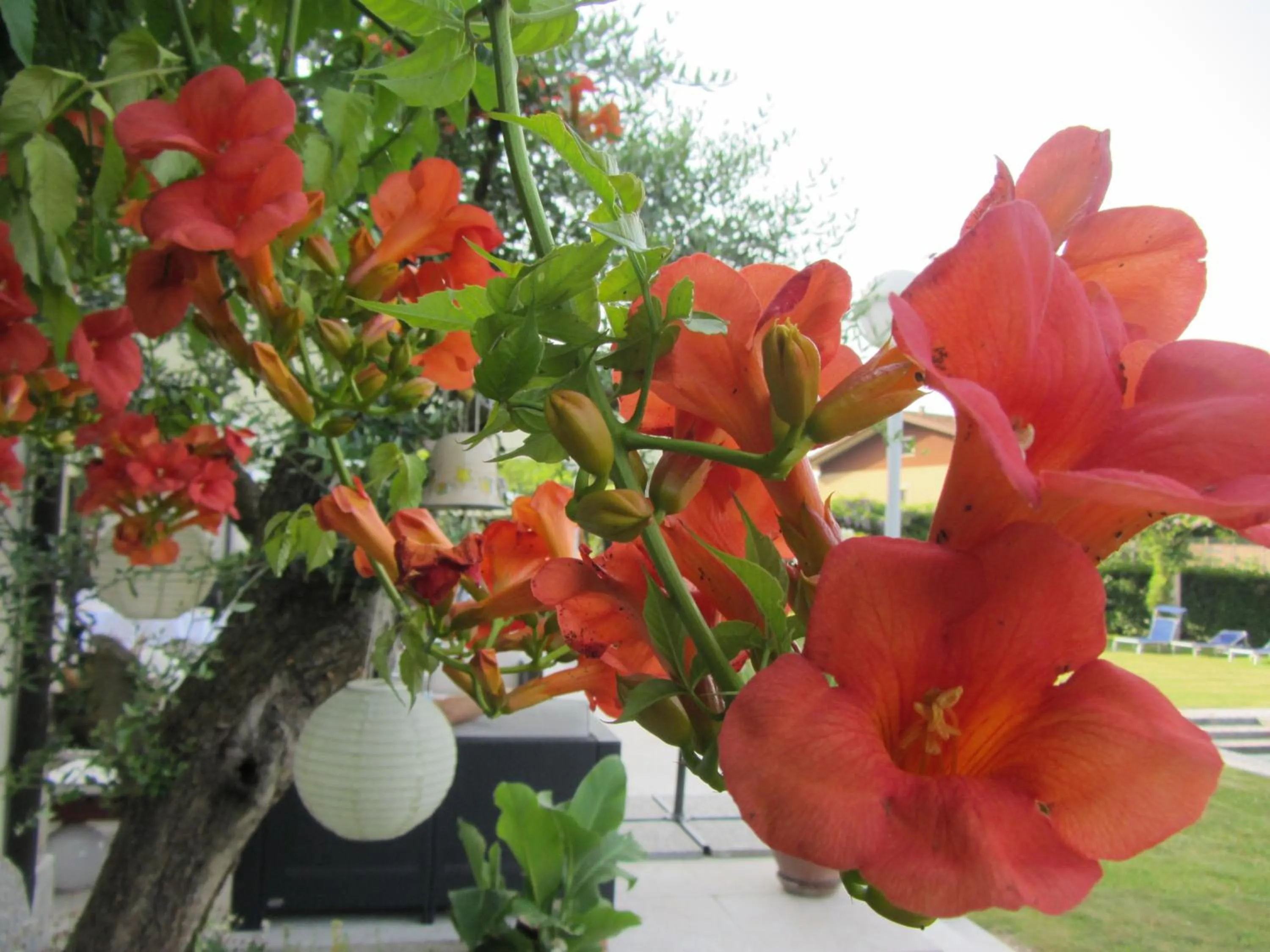 Garden in Hotel Villaguarda Prosecco Area