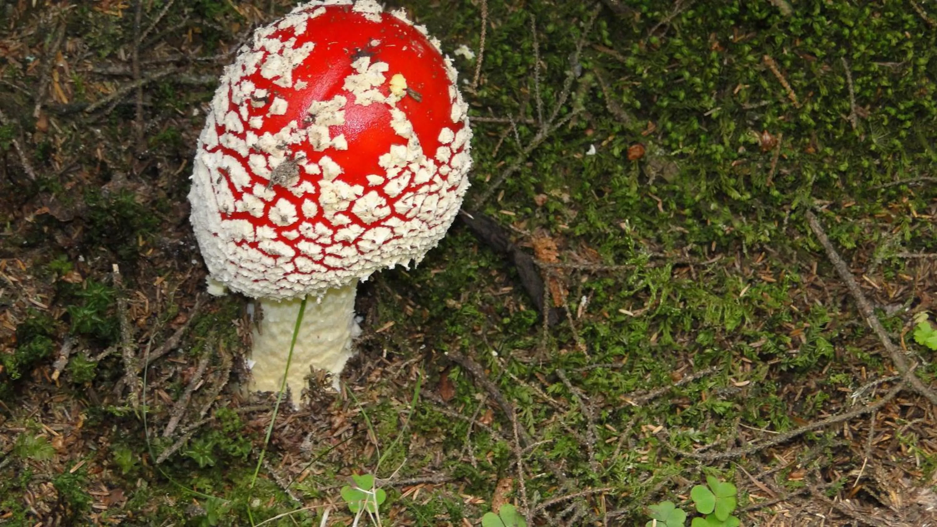 Other in Ayder Hasimoglu Hotel