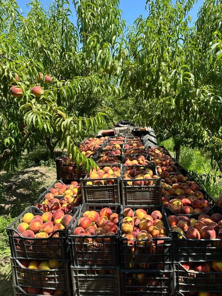 Garden in "Frogs House" Hotel & Restorant Slow Food