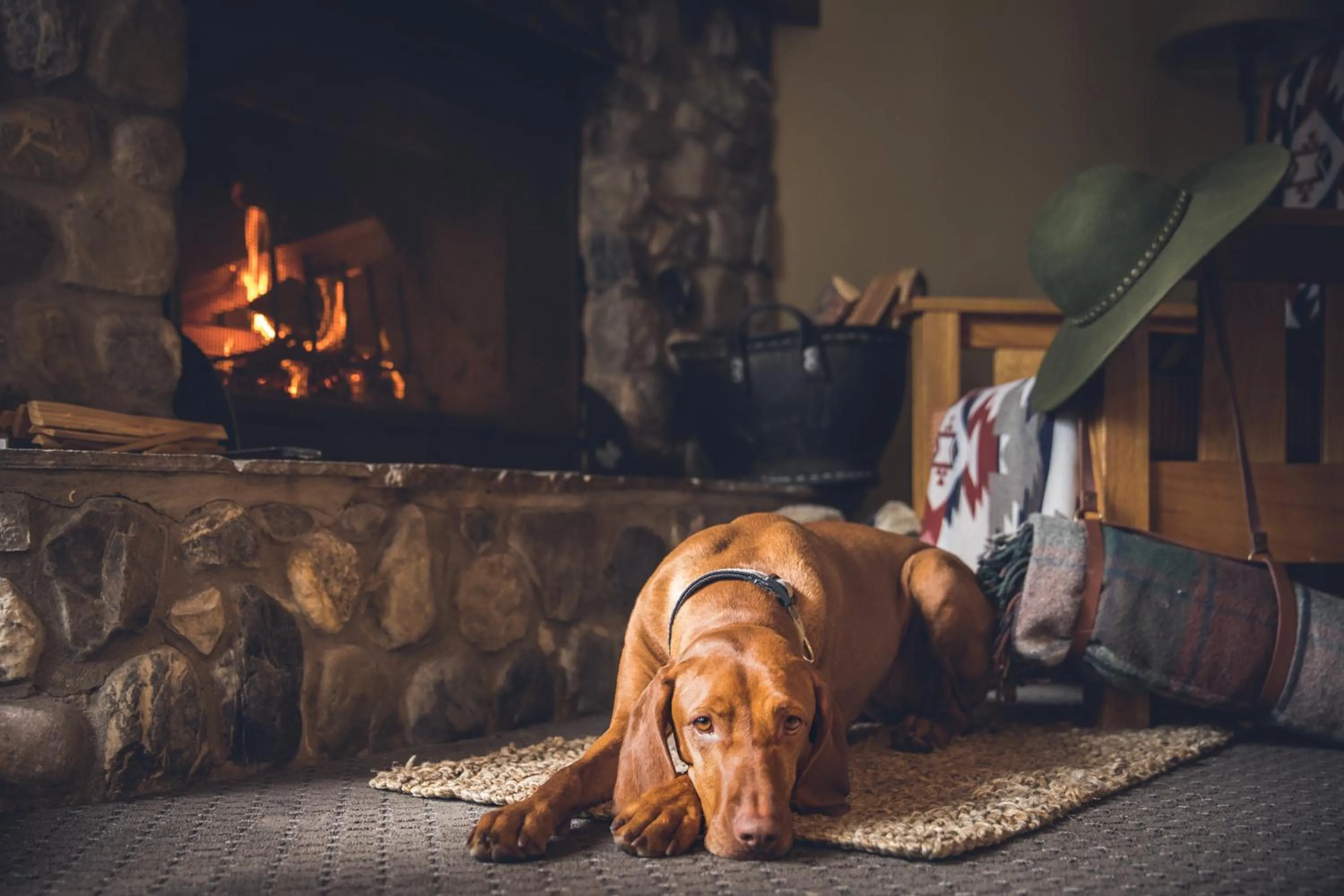 pet friendly in Emerald Lake Lodge