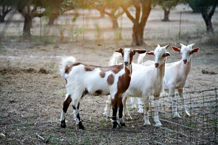 Other in Vardis Olive Garden