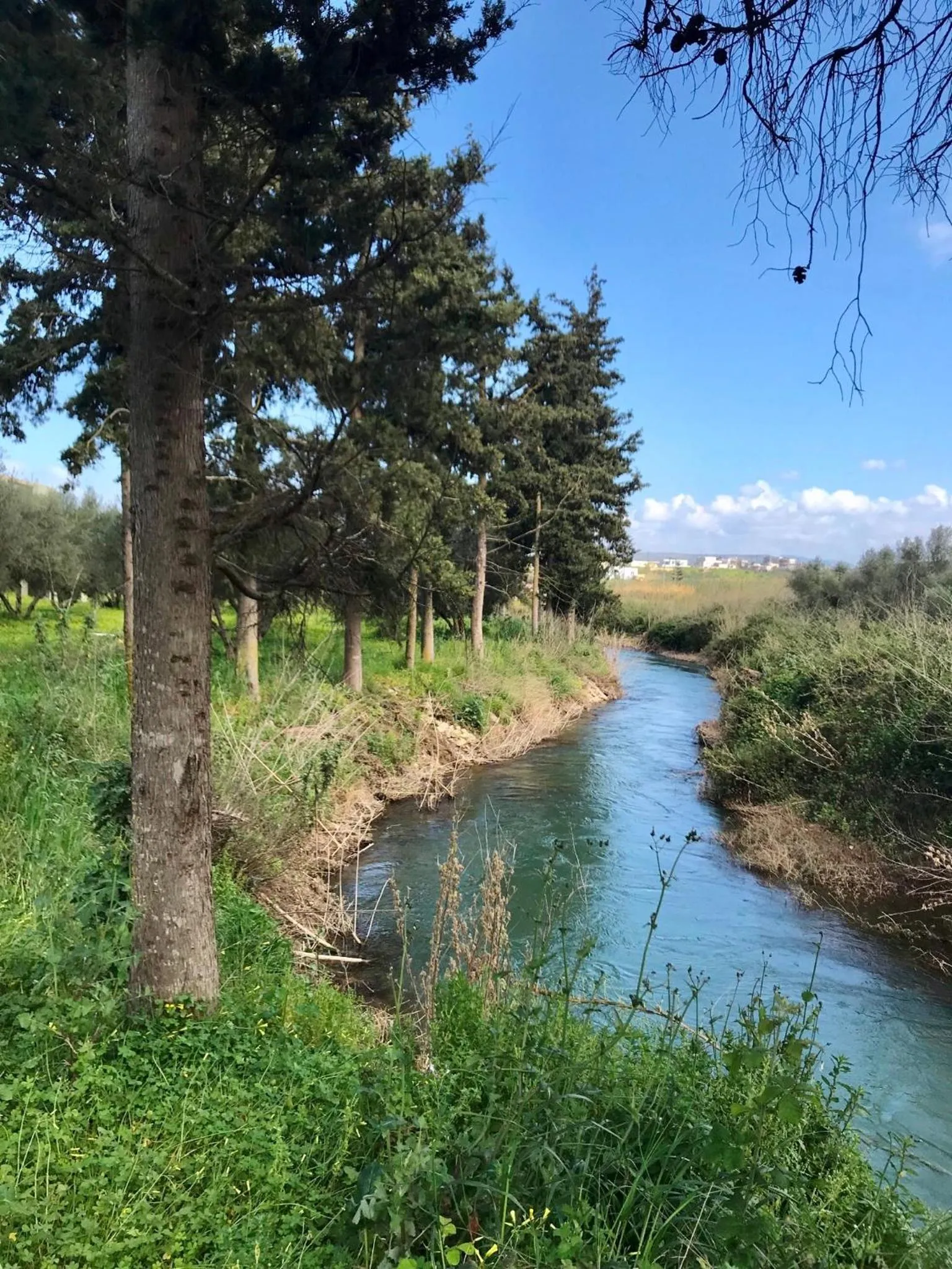 Natural landscape in Vardis Olive Garden