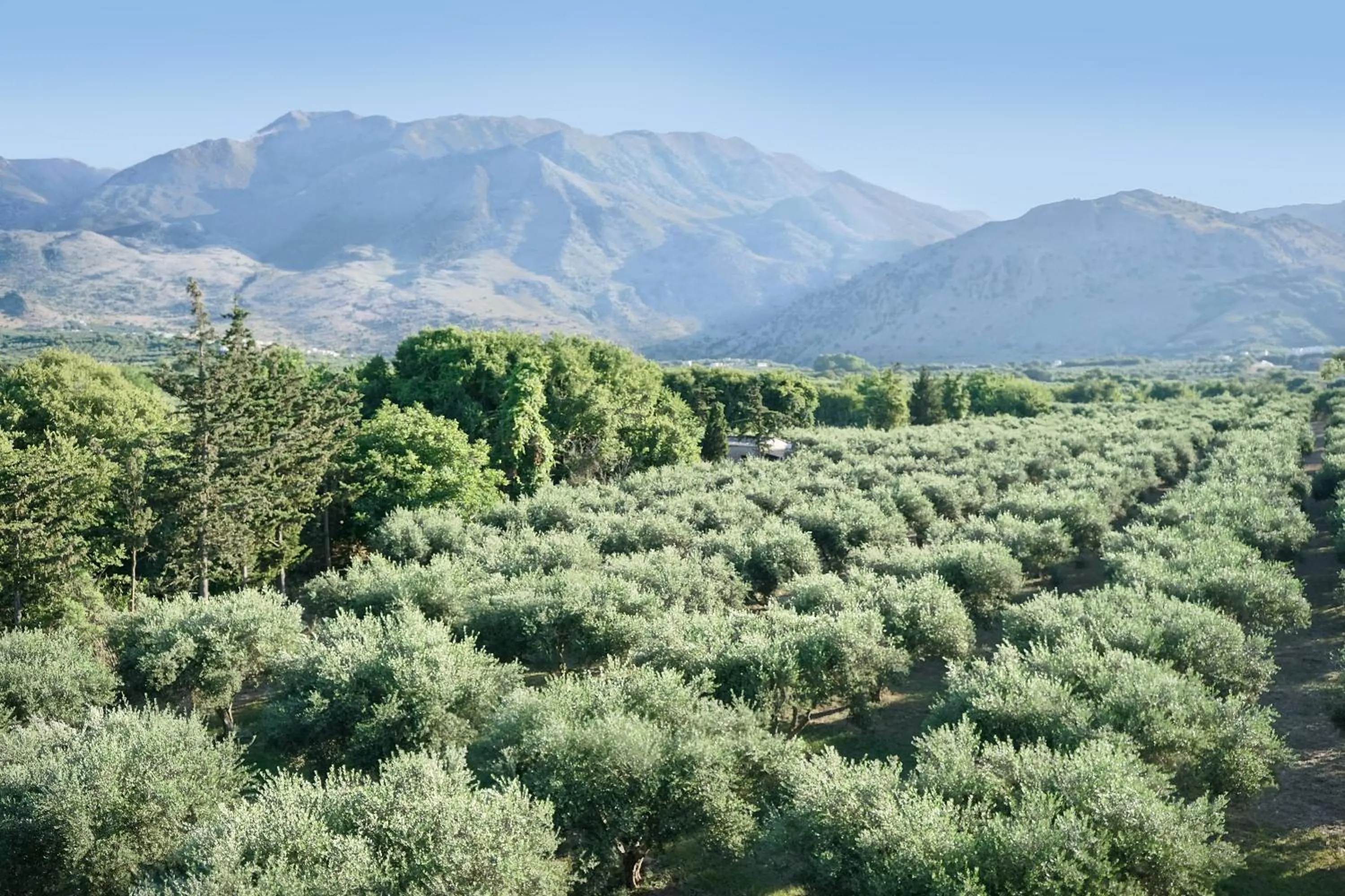 Natural landscape in Vardis Olive Garden
