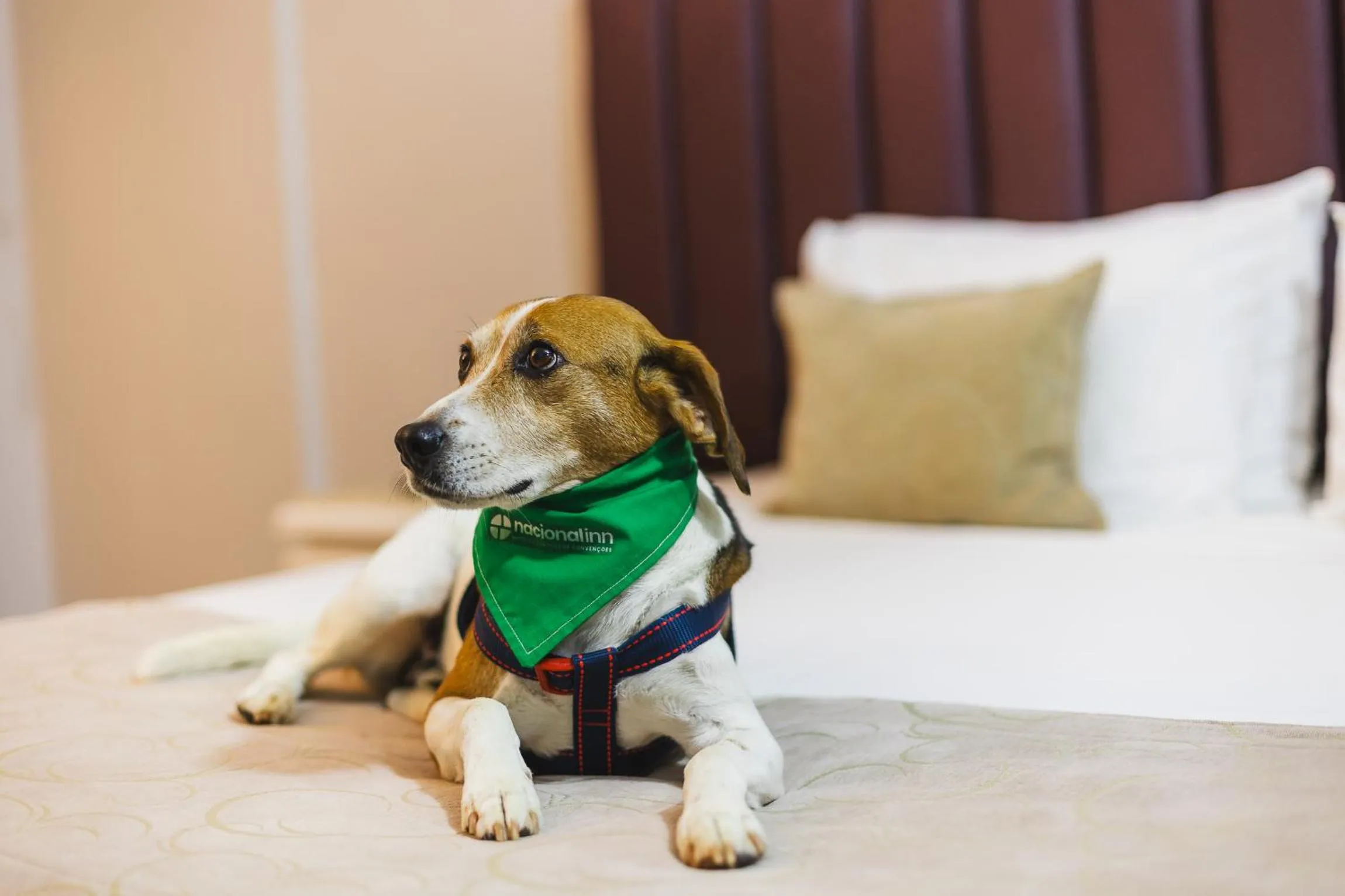 Pets in Hotel Victoria Villa Curitiba by Nacional Inn