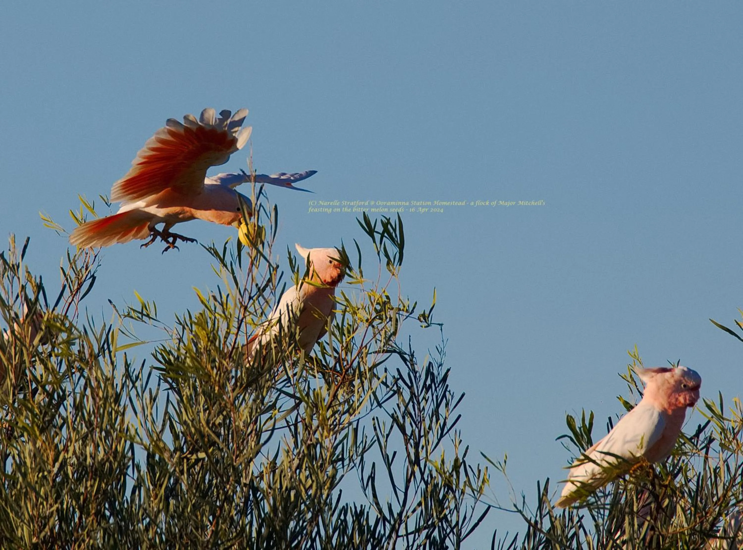 Animals in Ooraminna Homestead