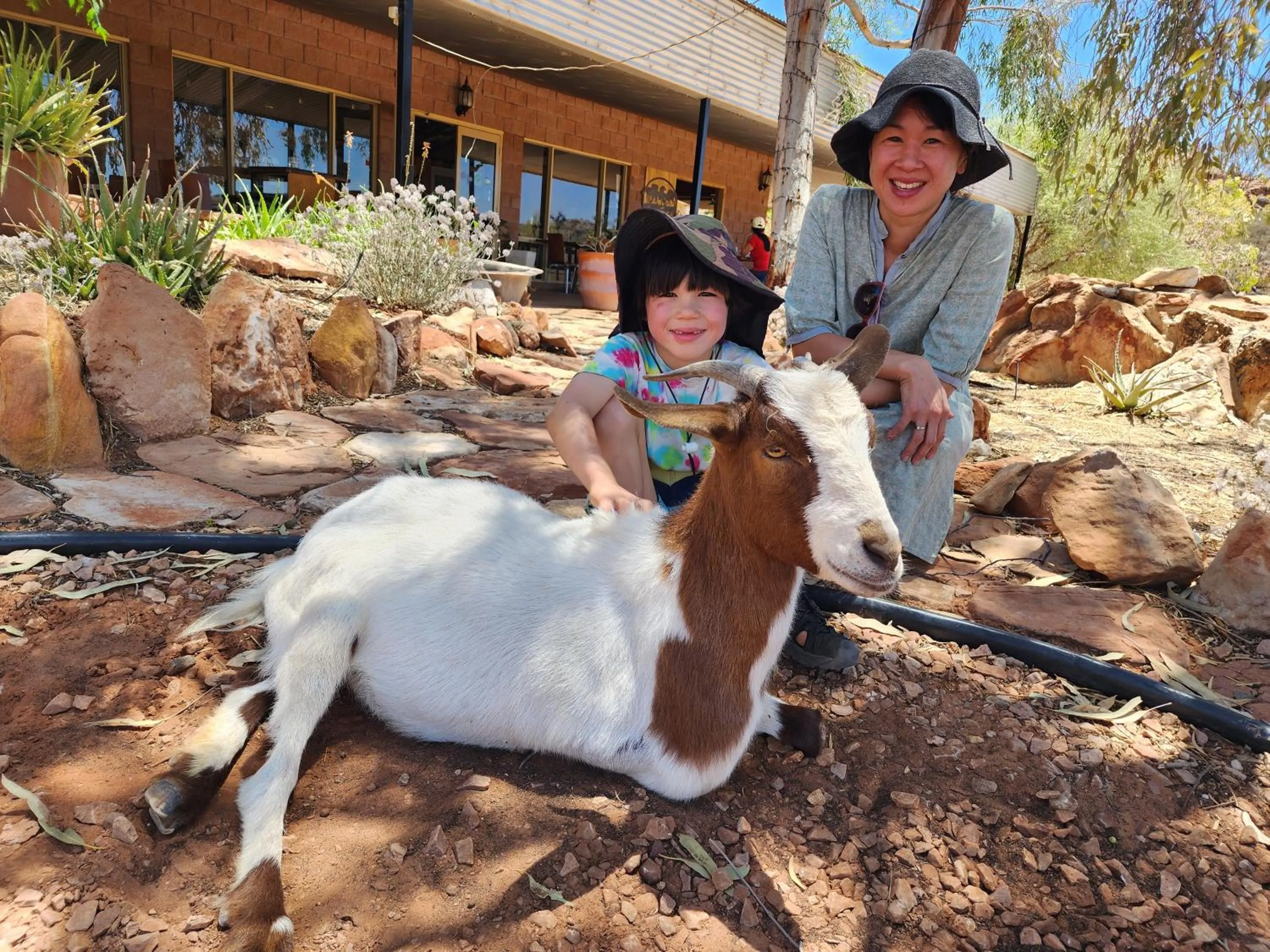 Animals in Ooraminna Homestead