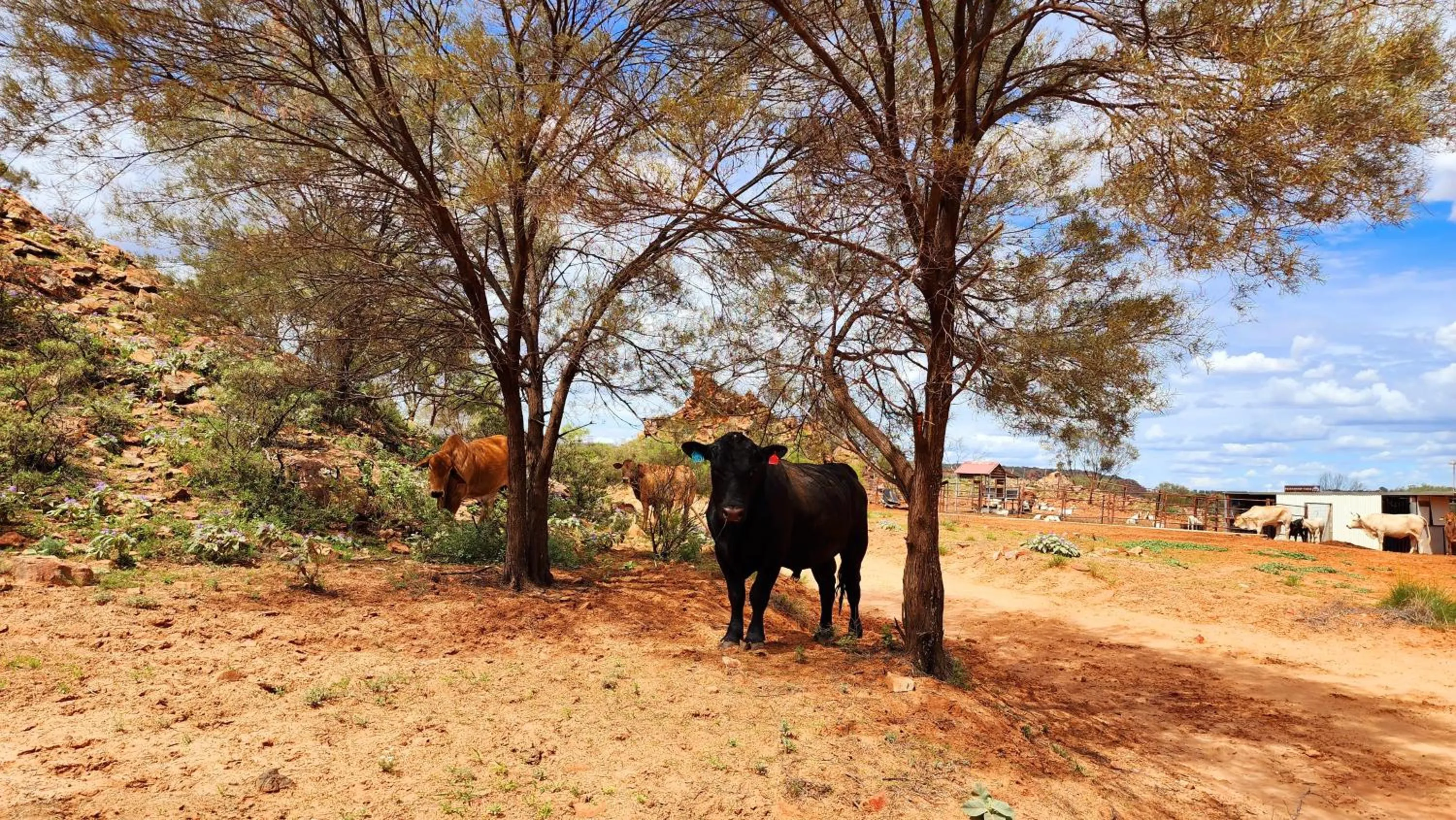 Animals in Ooraminna Homestead