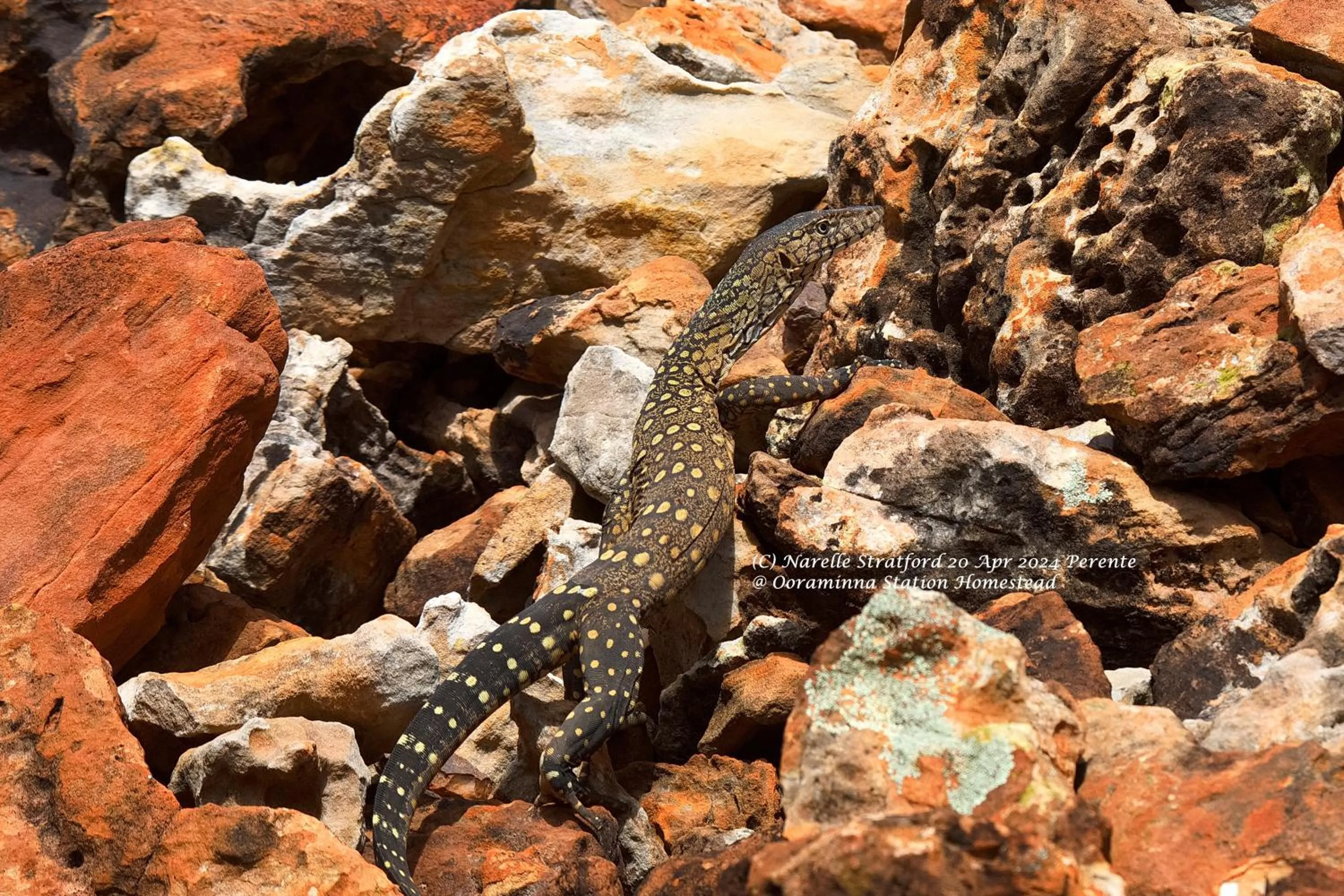 Garden in Ooraminna Homestead