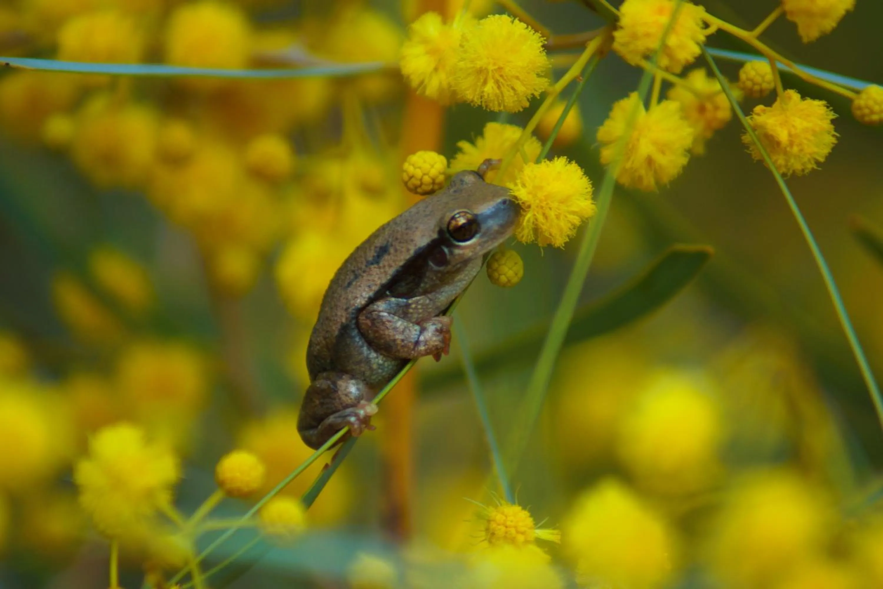Garden in Ooraminna Homestead