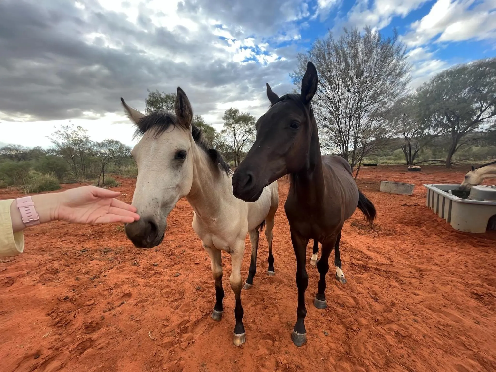 Animals in Ooraminna Homestead