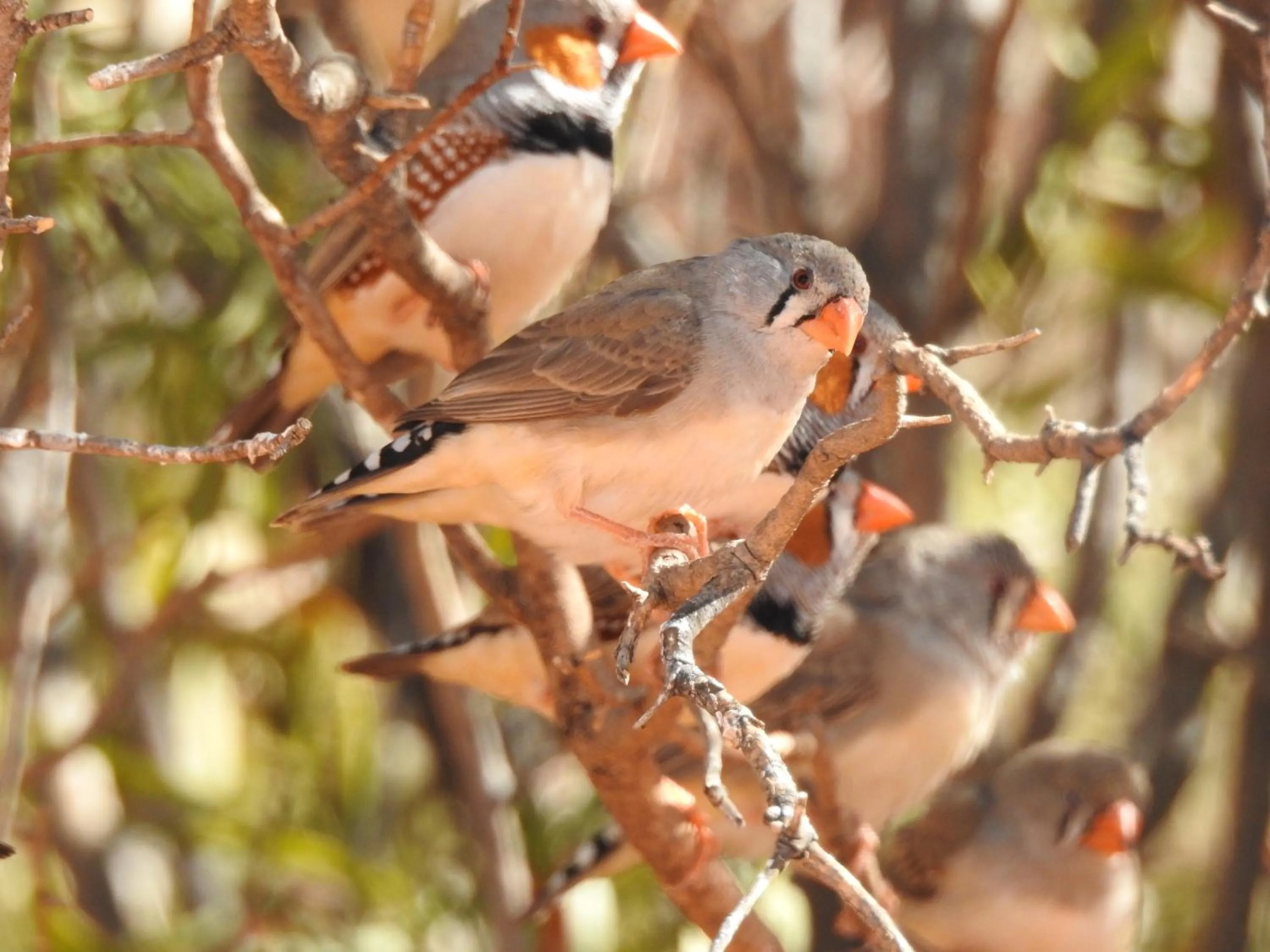 Animals in Ooraminna Homestead