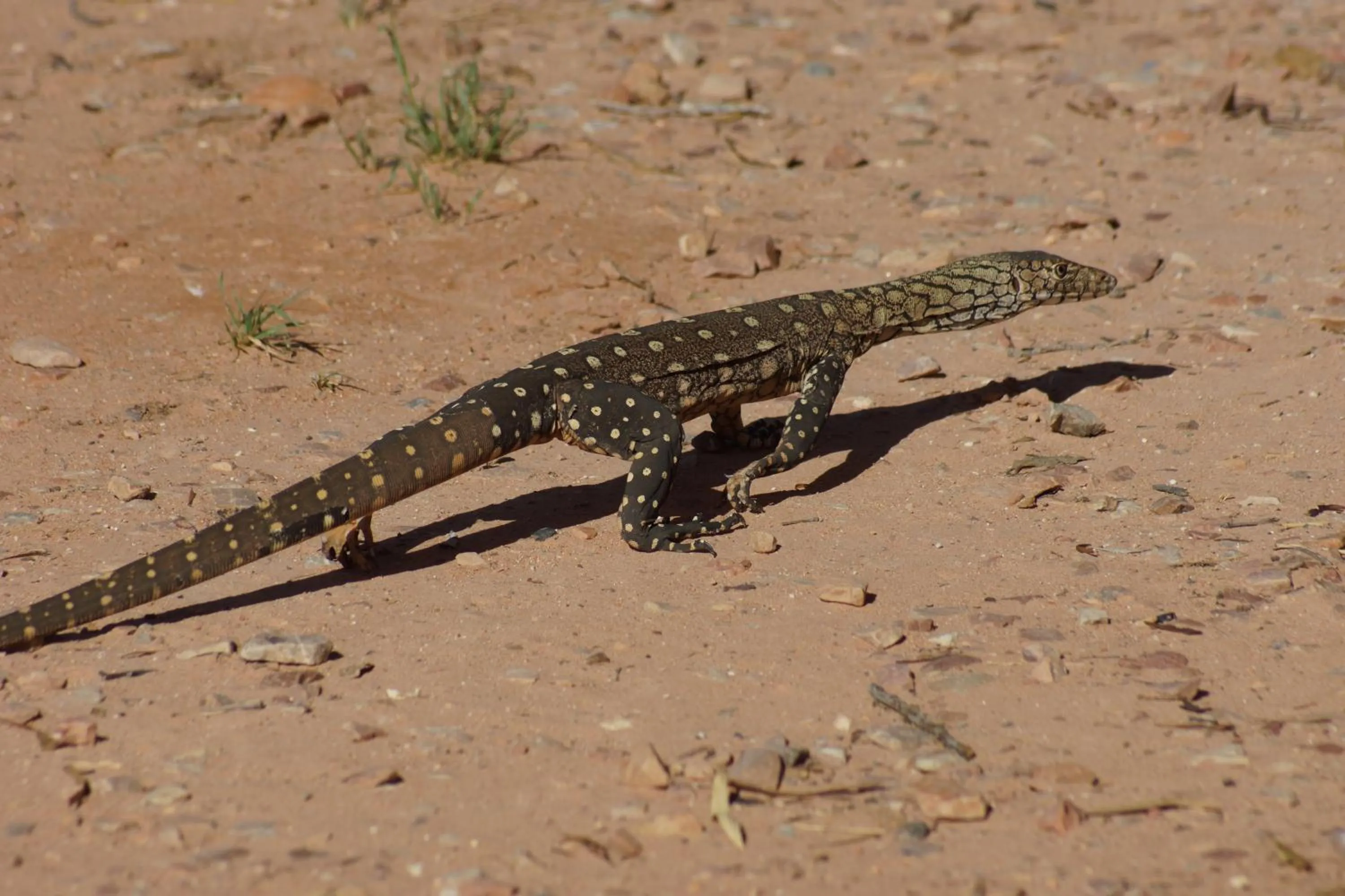 Animals in Ooraminna Homestead