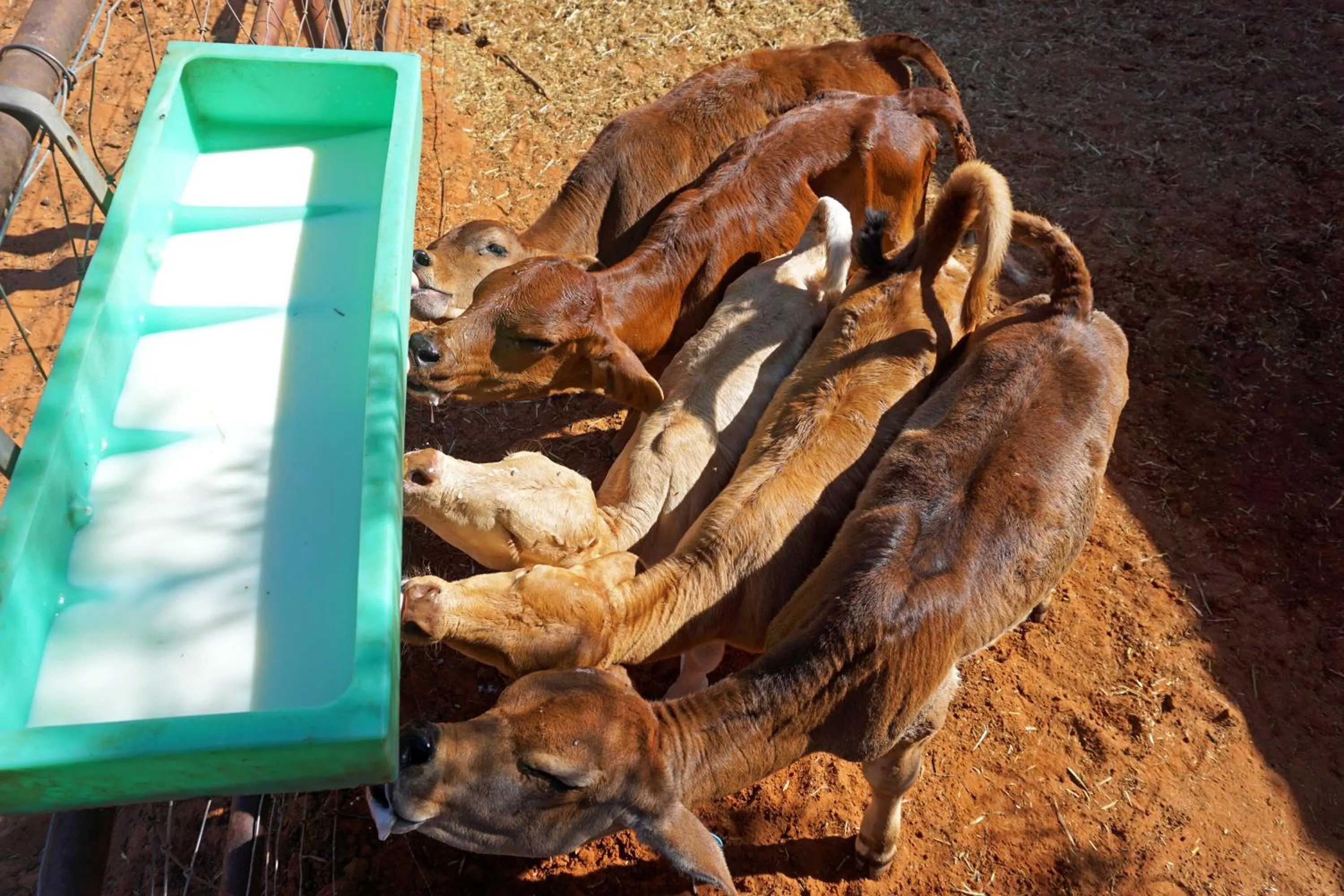 Animals in Ooraminna Homestead
