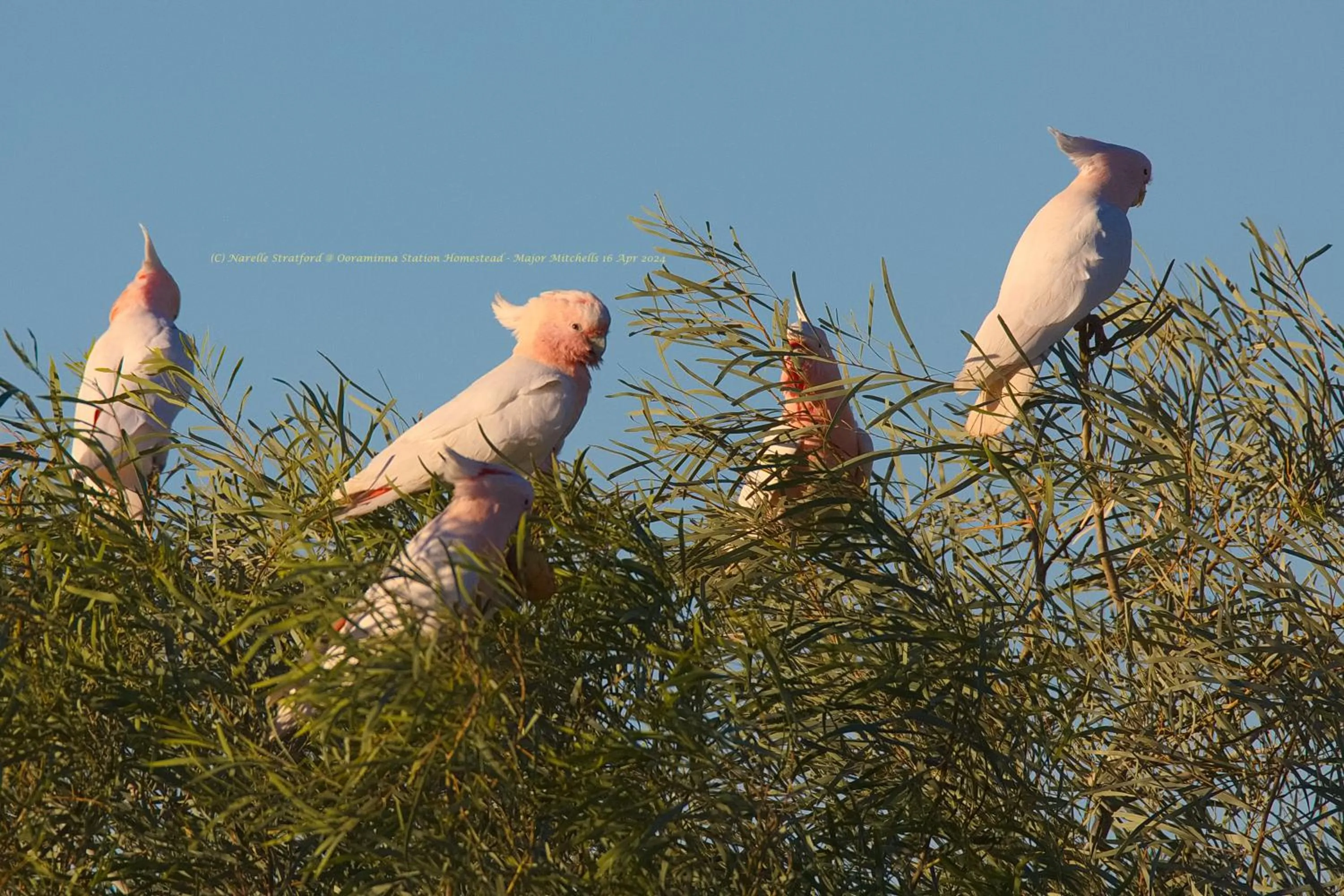 Garden in Ooraminna Homestead