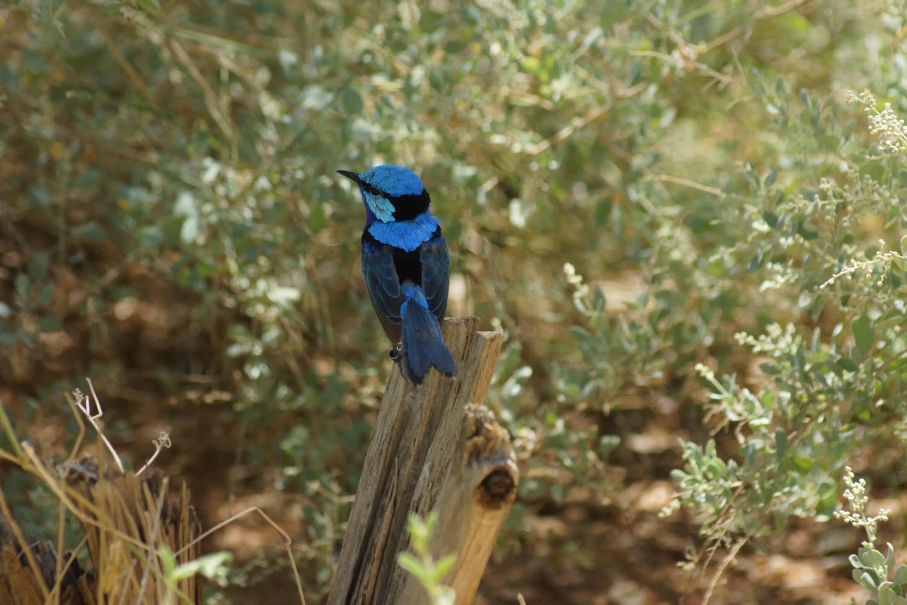 Animals in Ooraminna Homestead