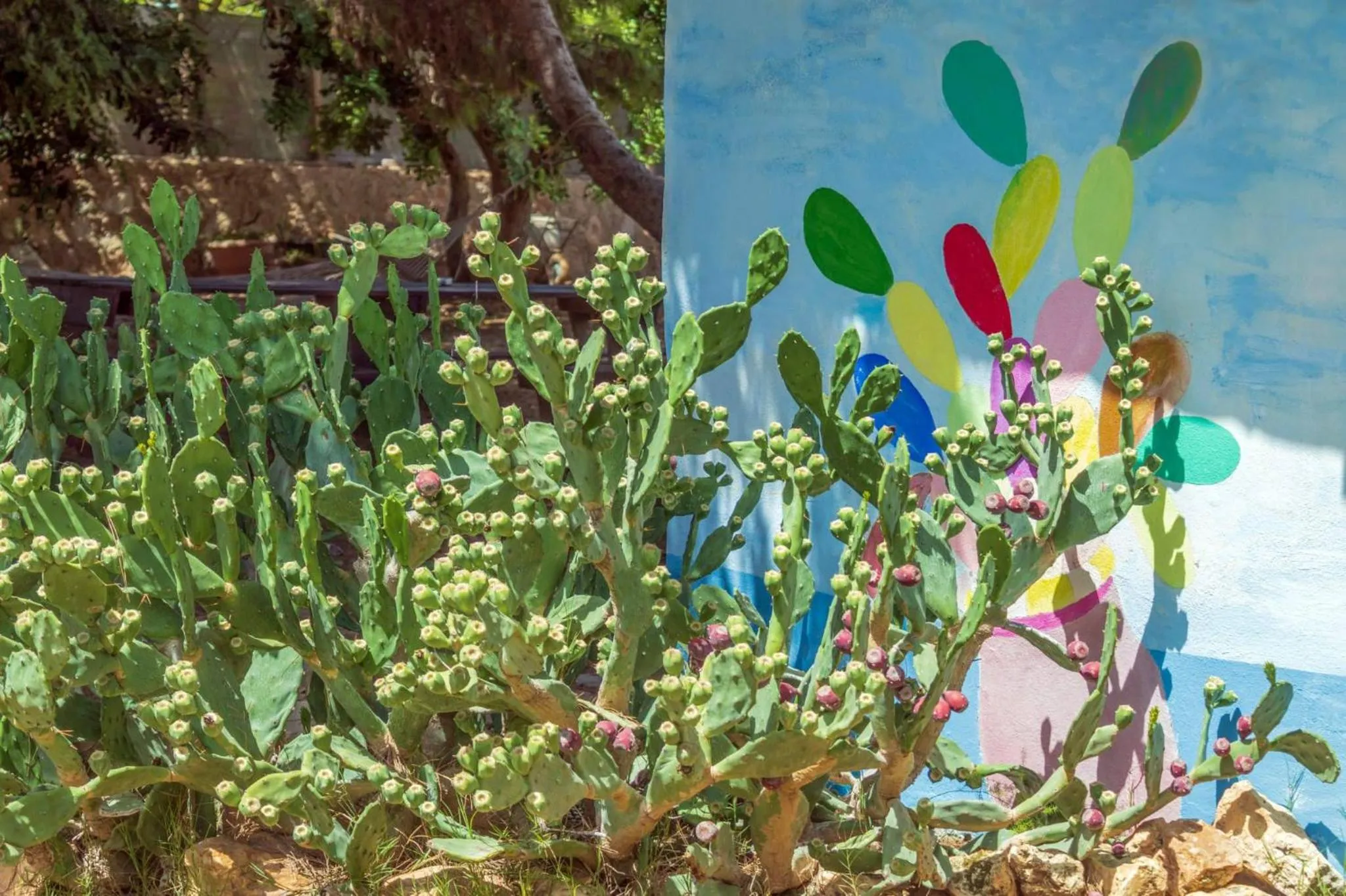 Garden view in bolinajazz