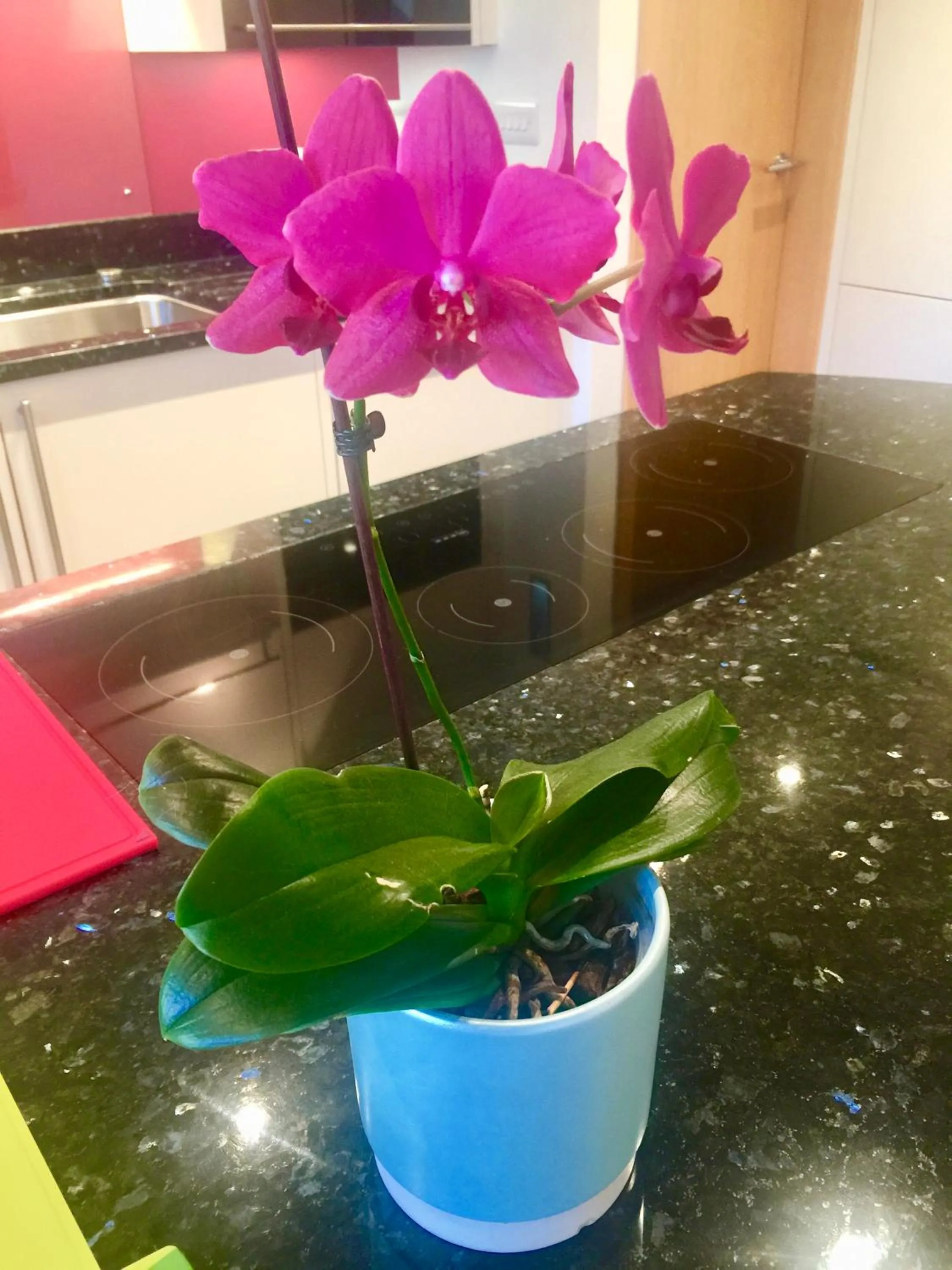 Kitchen or kitchenette in Laurels