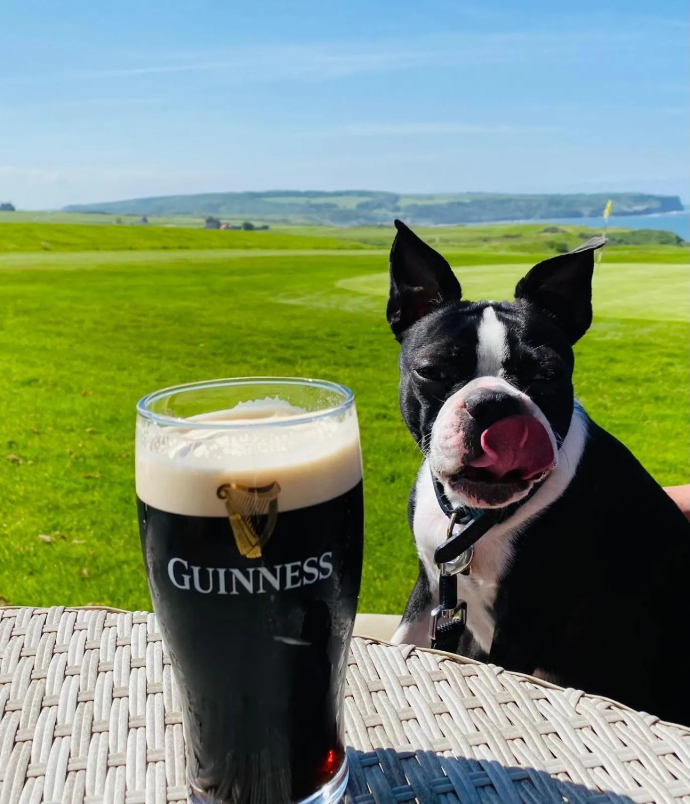 Pets in The White House Inn - Whitby