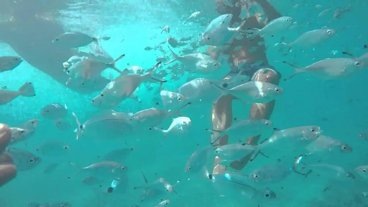 Snorkeling in Hotel El Trebol