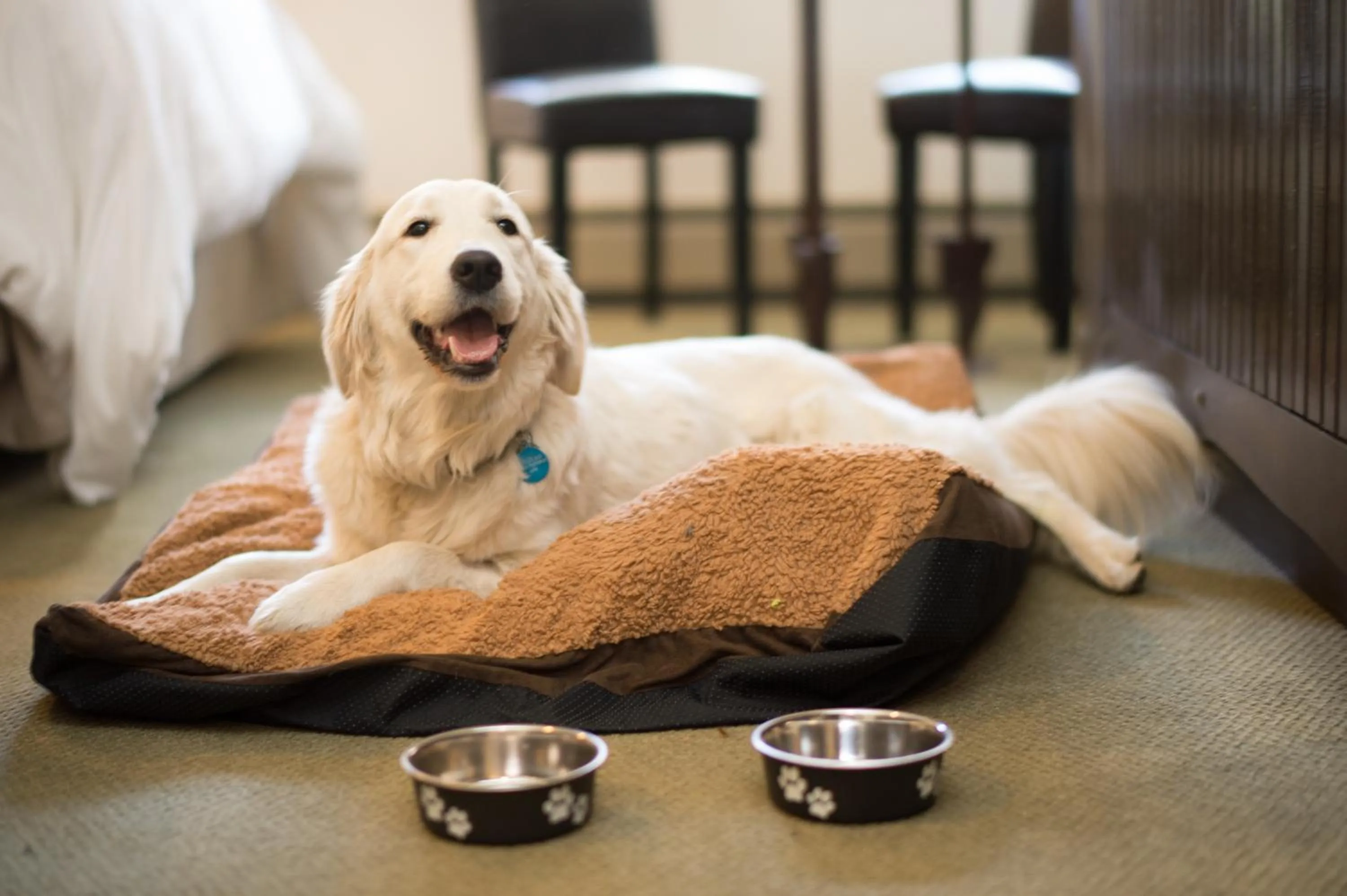 Pets in PlumpJack Inn