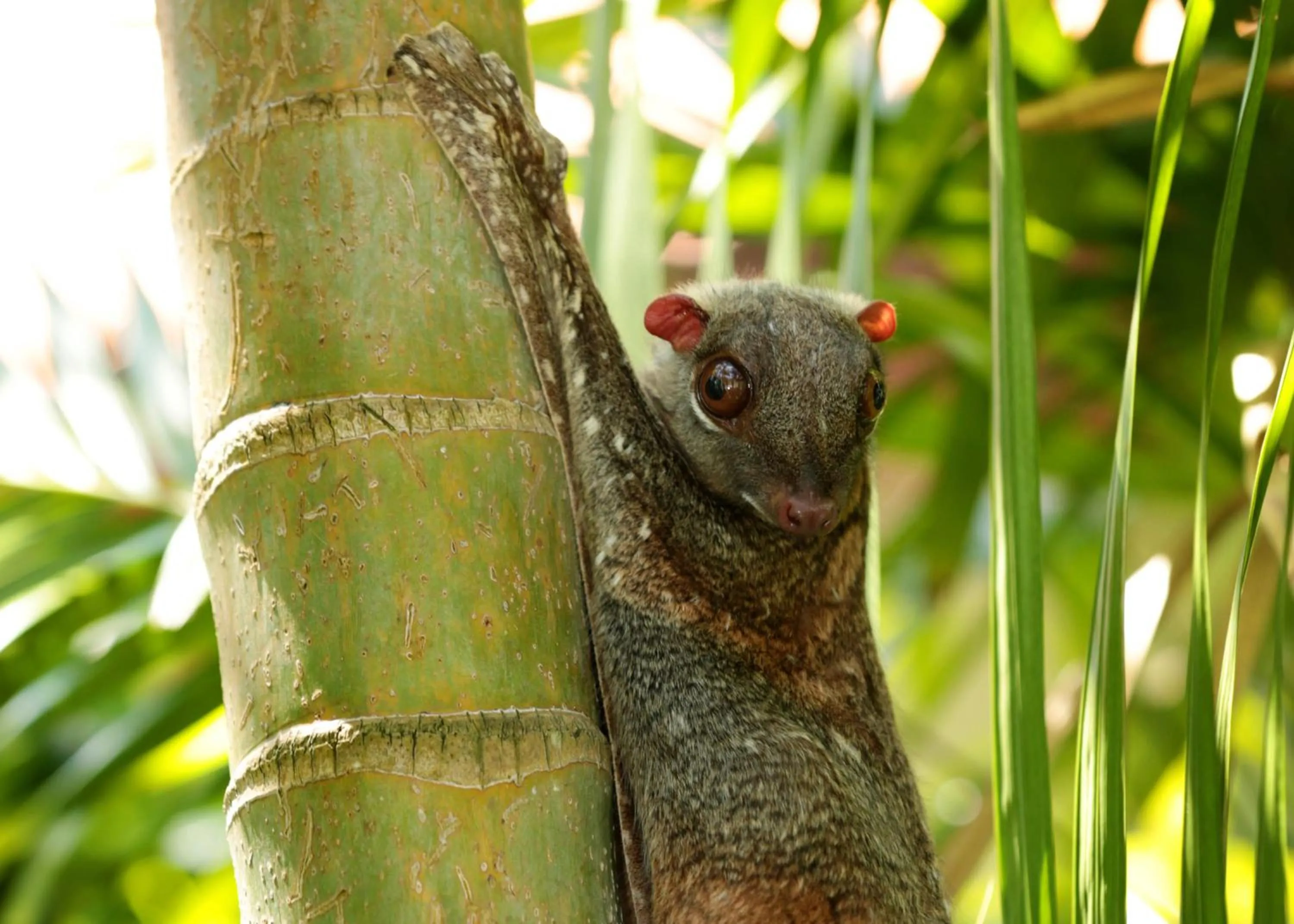 Animals in Berjaya Langkawi Resort