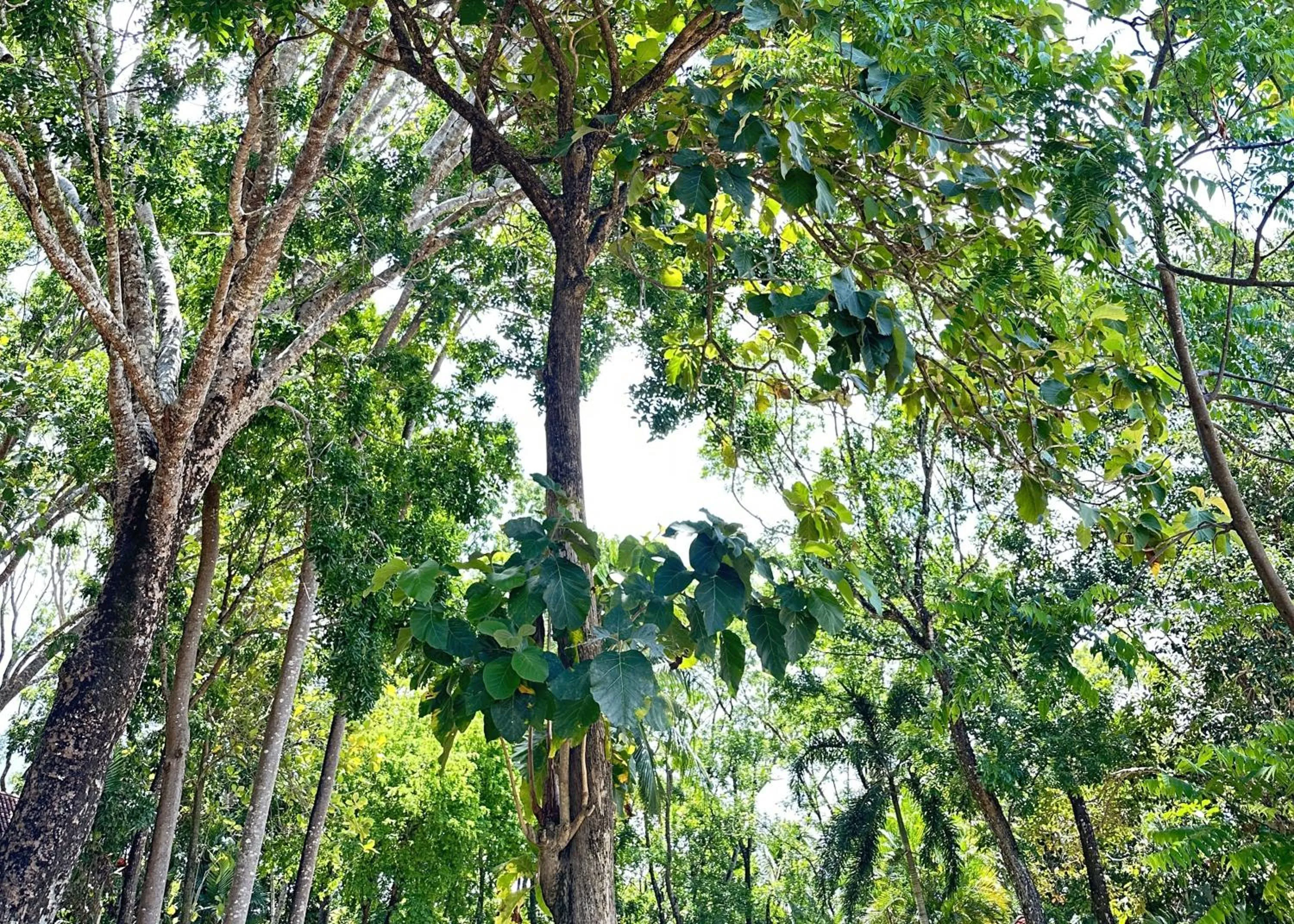 Hiking in Berjaya Langkawi Resort