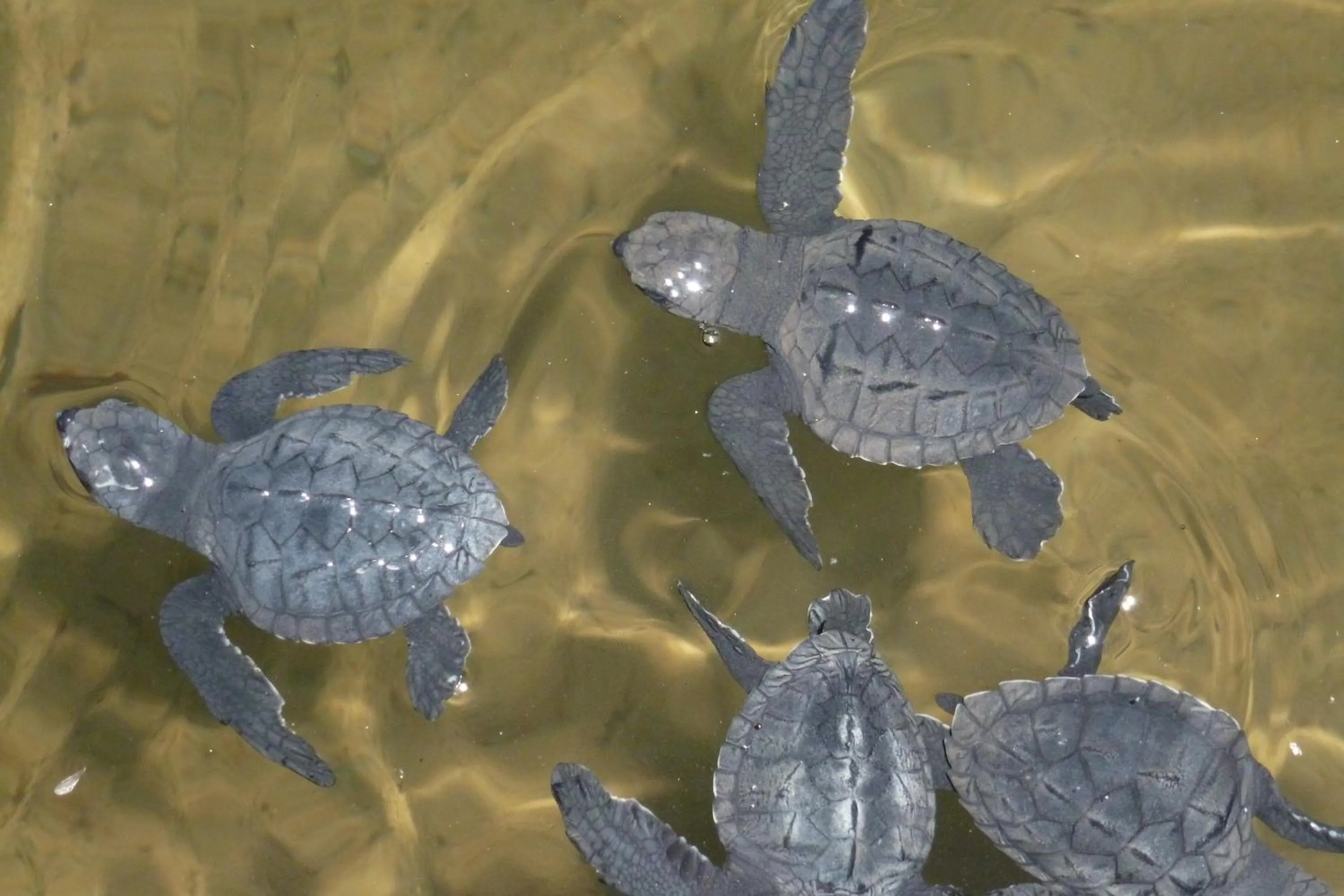 Activities in Nimal`s Homestay