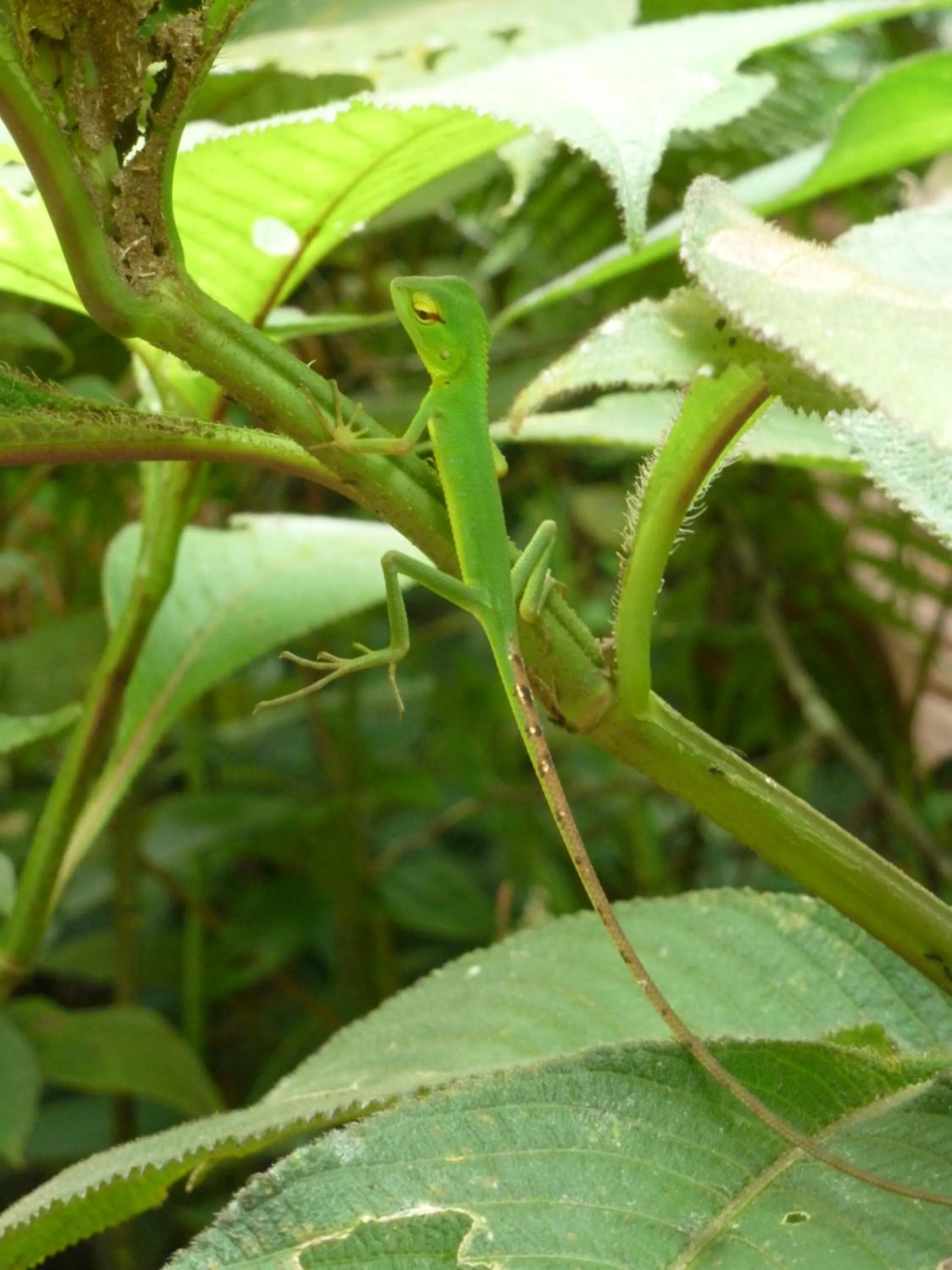 Activities in Nimal`s Homestay