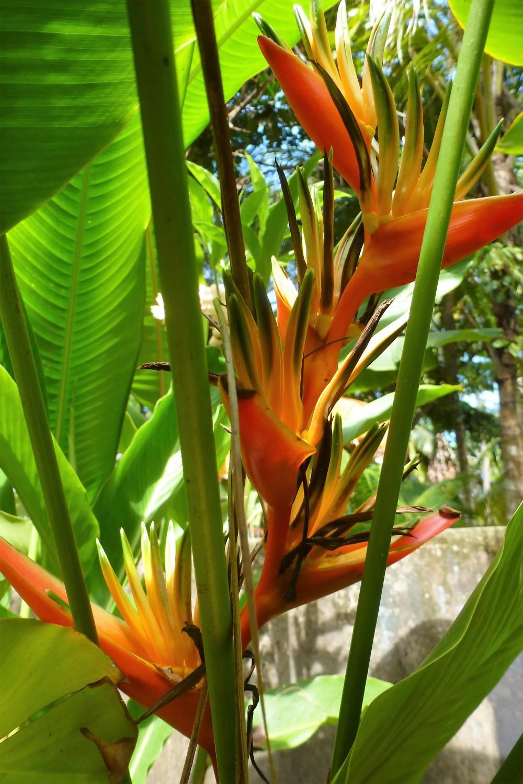 Area and facilities in Nimal`s Homestay