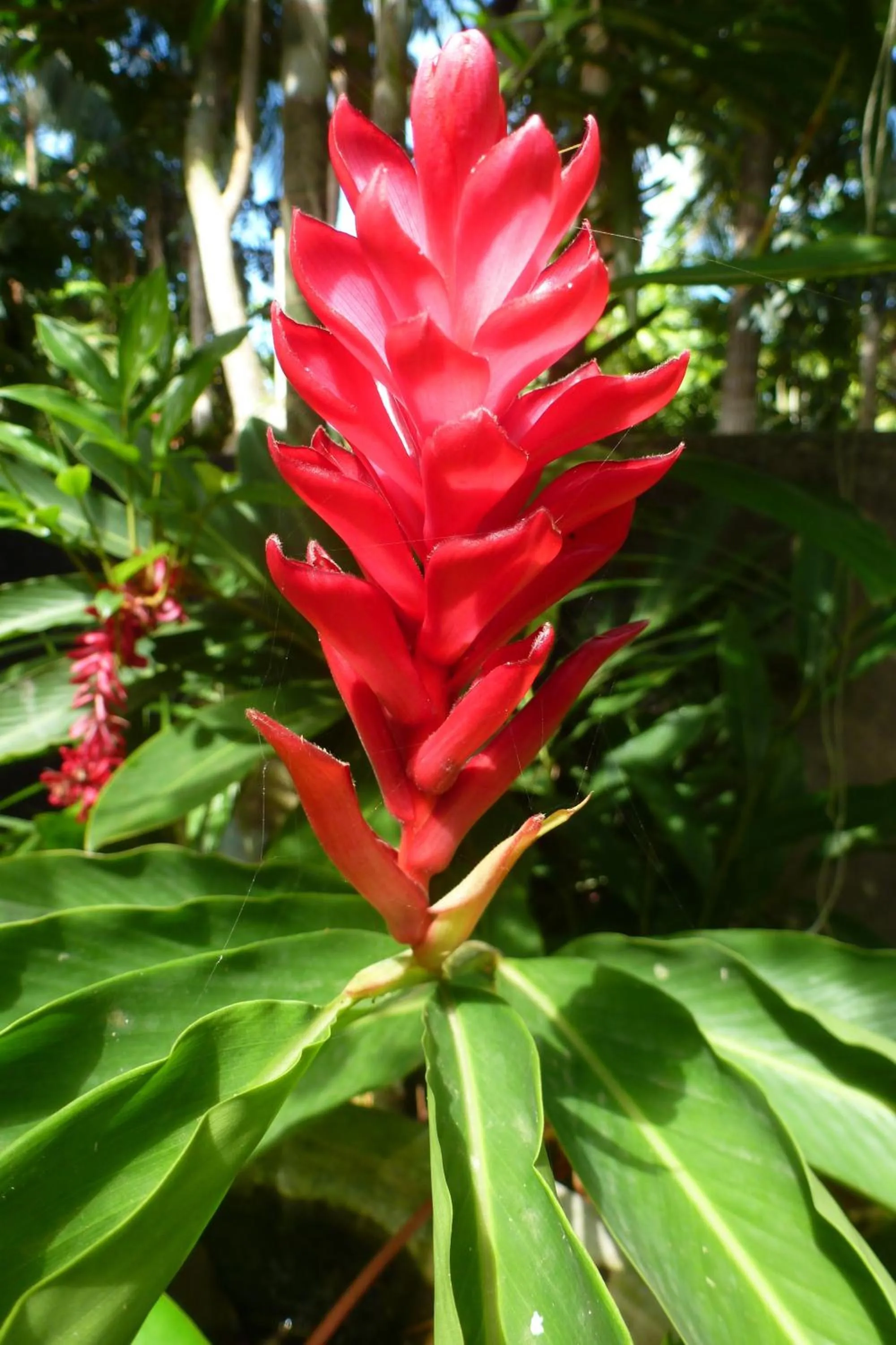Garden in Nimal`s Homestay