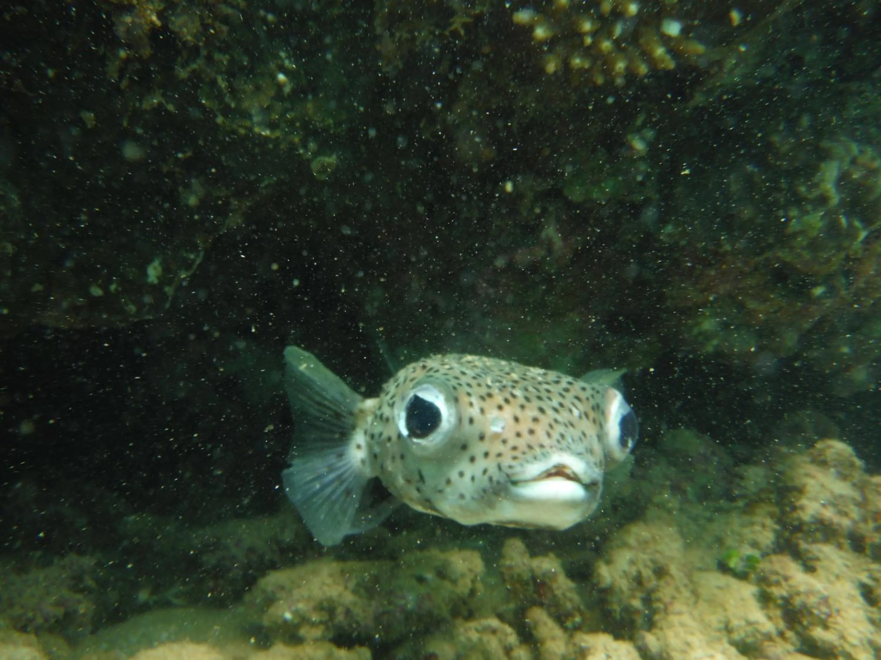 Snorkeling in Nimal`s Homestay