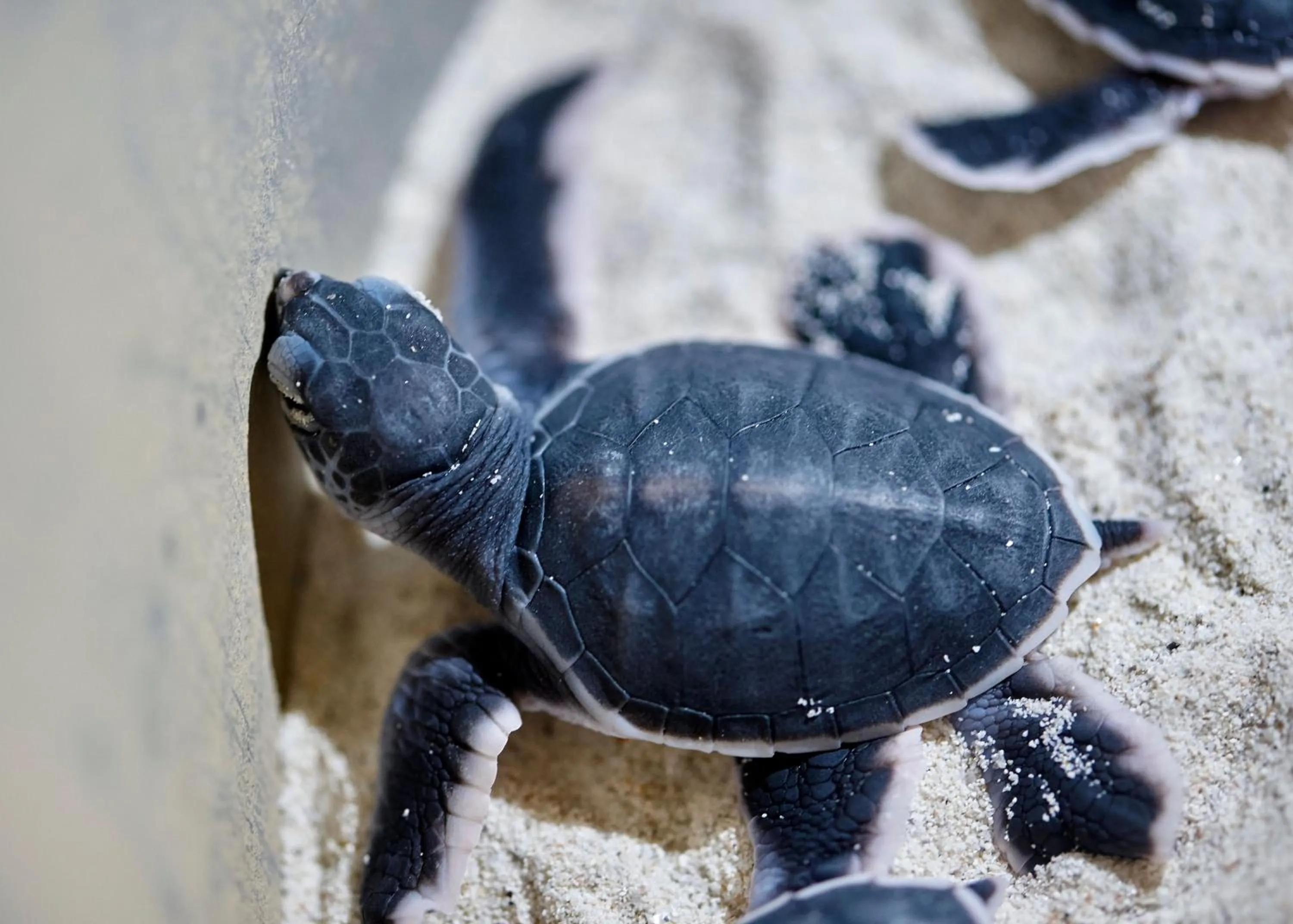 Animals in The Taaras Beach & Spa Resort