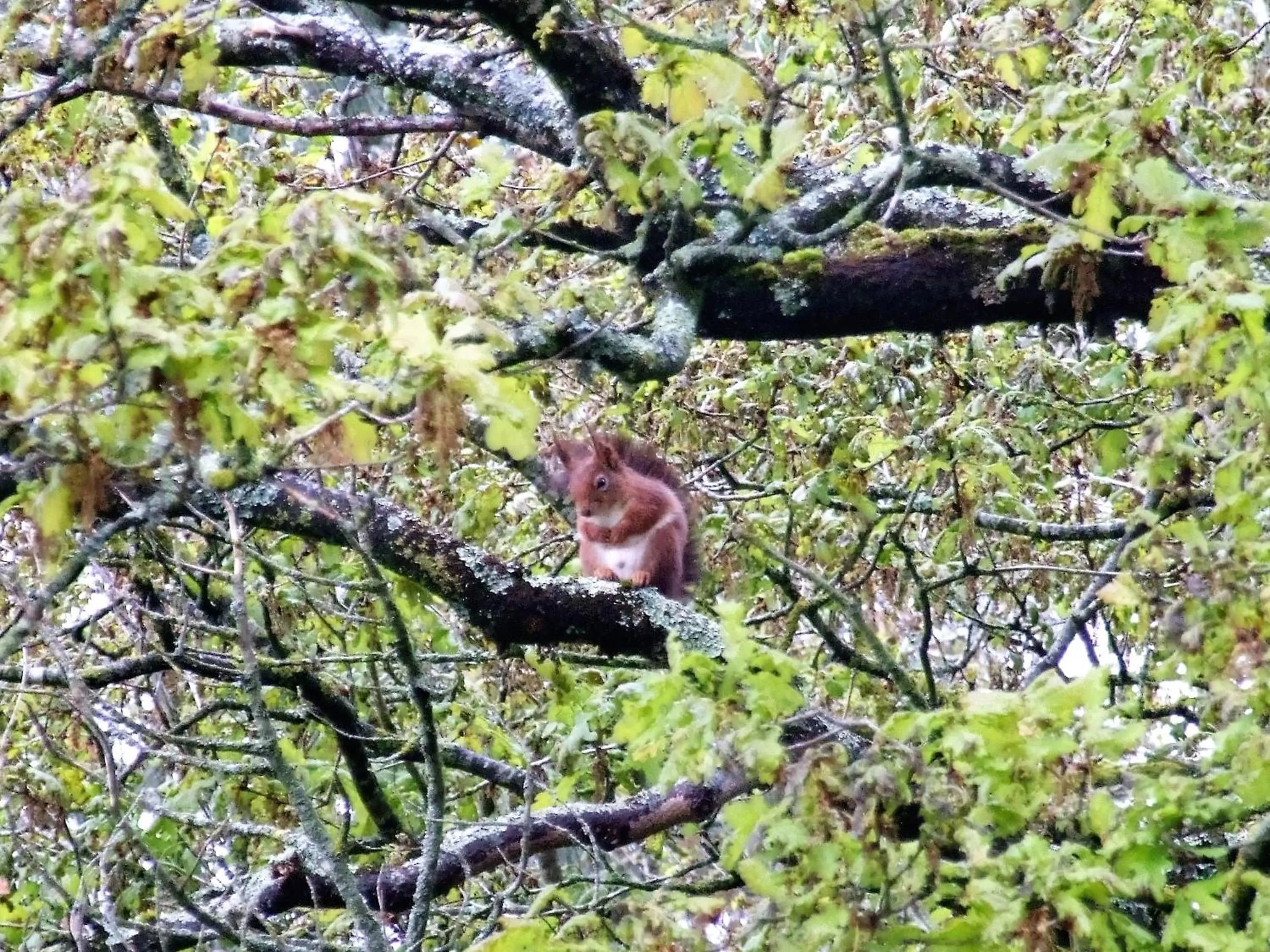 Garden in Maison d'hôtes Les Beaux Chenes