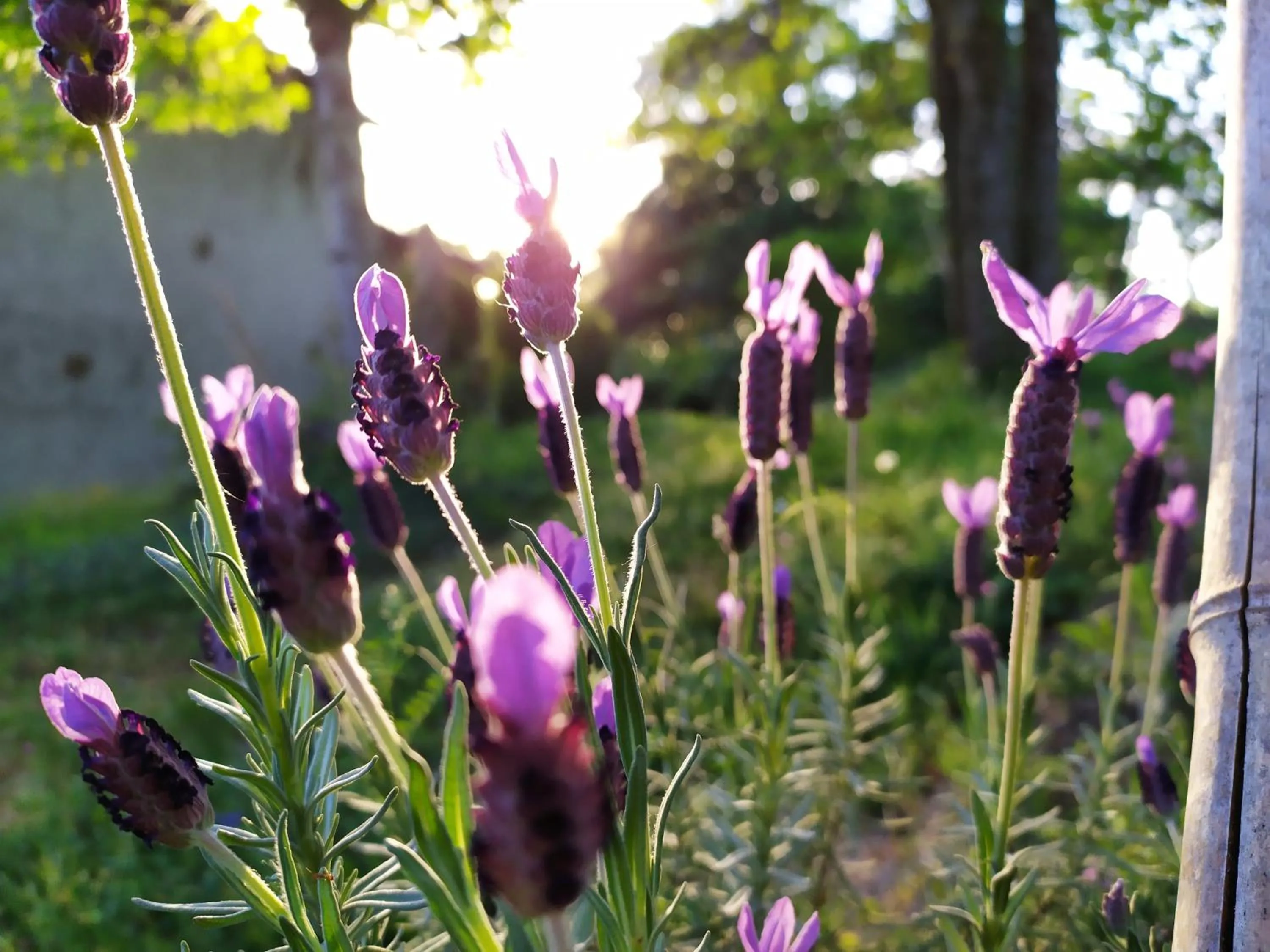 Garden in Maison d'hôtes Les Beaux Chenes