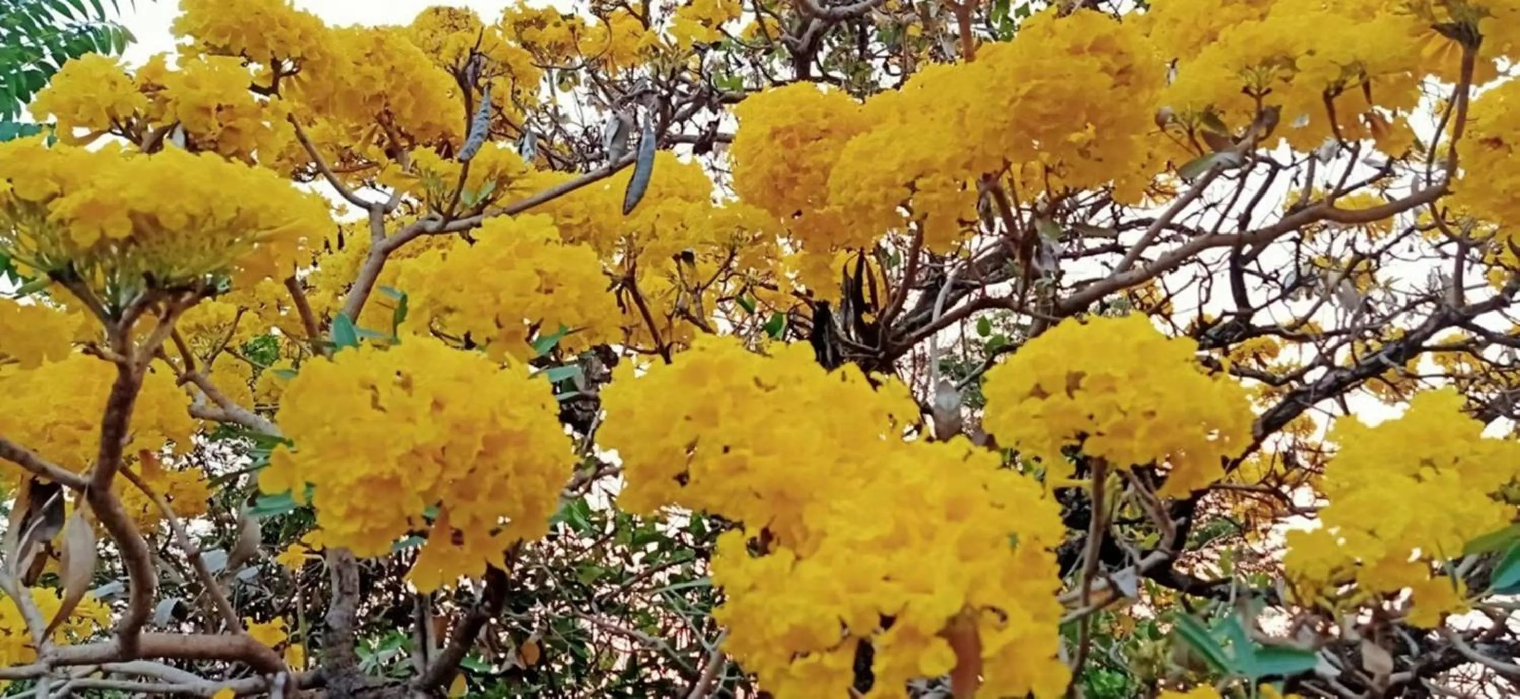Garden in Heuan Na Khee